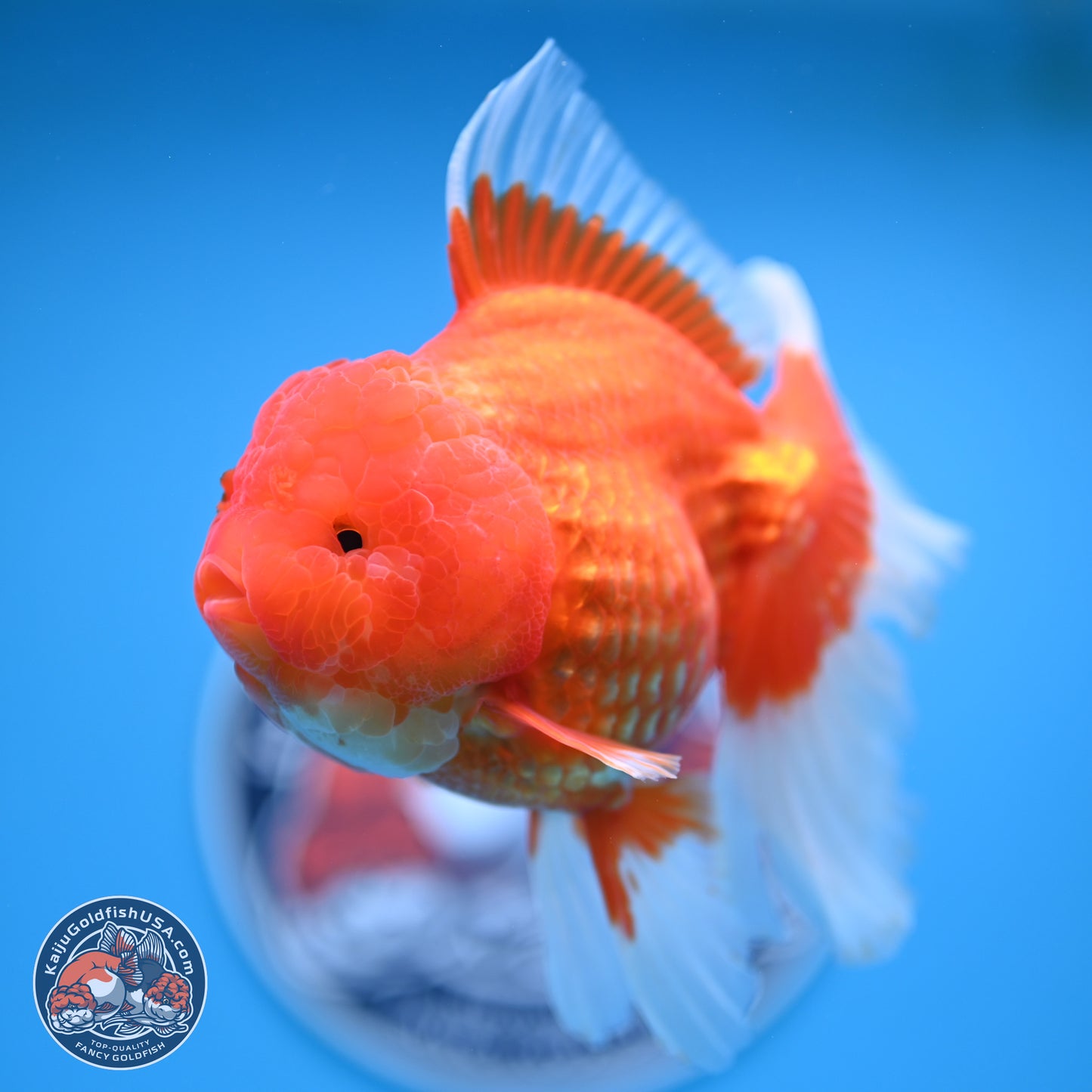 Rose Tail Red White Oranda 6.5 inches (241018_OR01) - Kaiju Goldfish USA