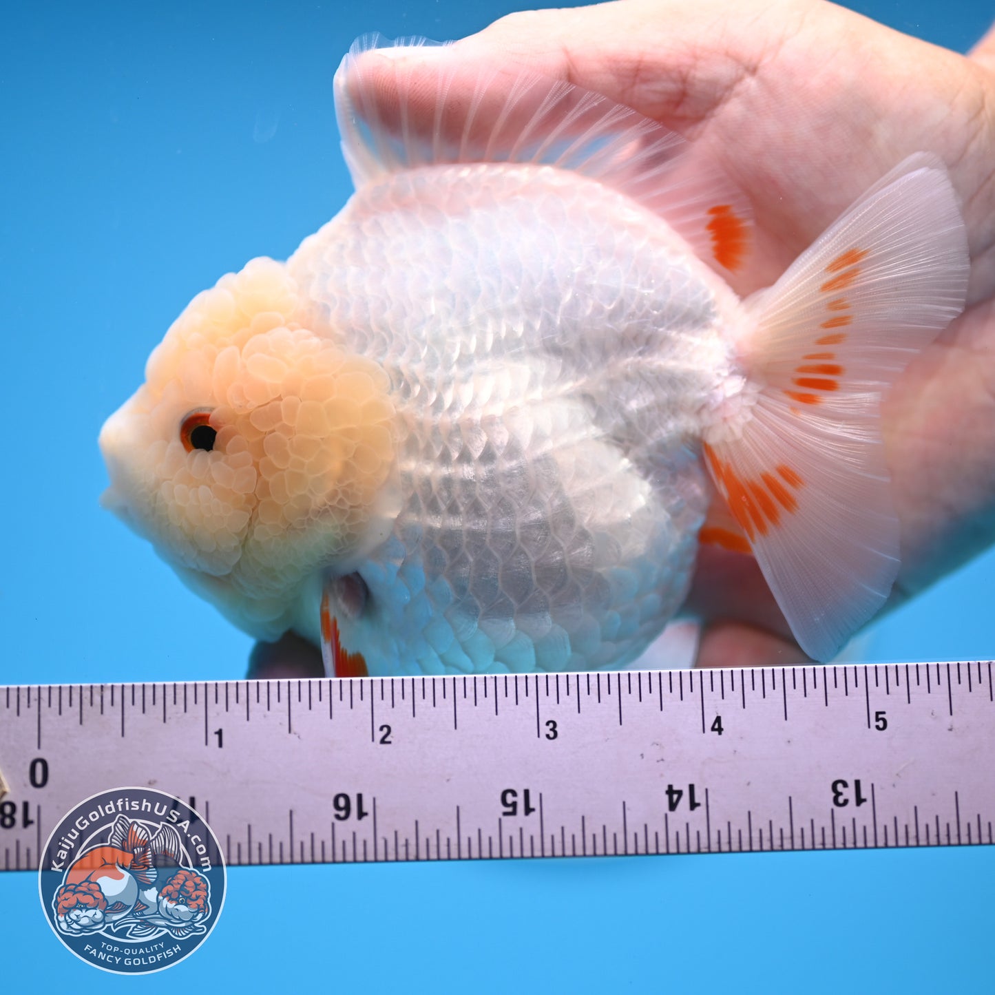 Jade Head Red White Oranda 4 inches Body (250523_OR01)
