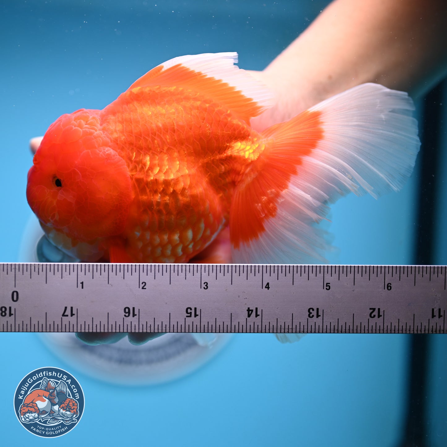 Rose Tail Red White Oranda 6.5 inches (241018_OR01) - Kaiju Goldfish USA