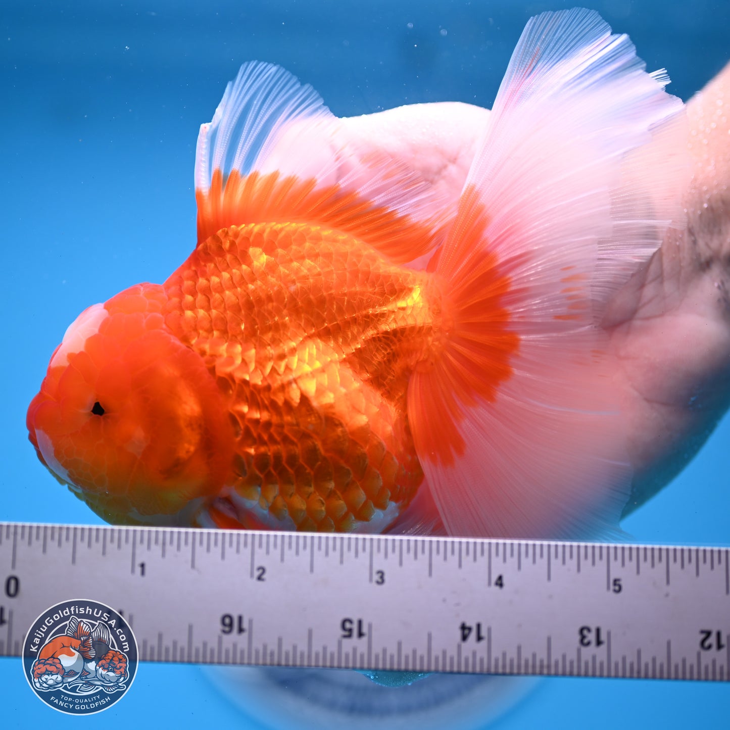 Jade Seal Red White Rose Tail Oranda 4-5 inches (240913_OR01) - Kaiju Goldfish USA