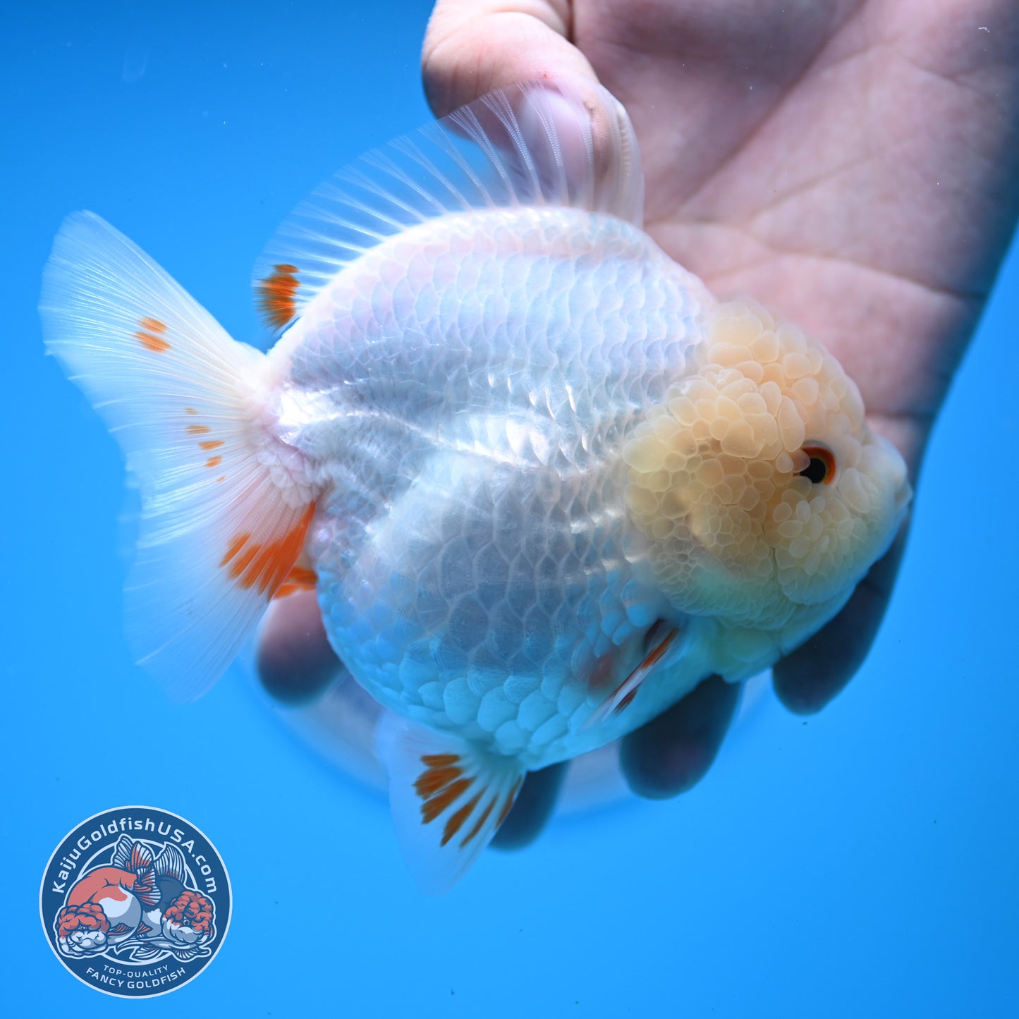 Jade Head Red White Oranda 4 inches Body (250523_OR01)