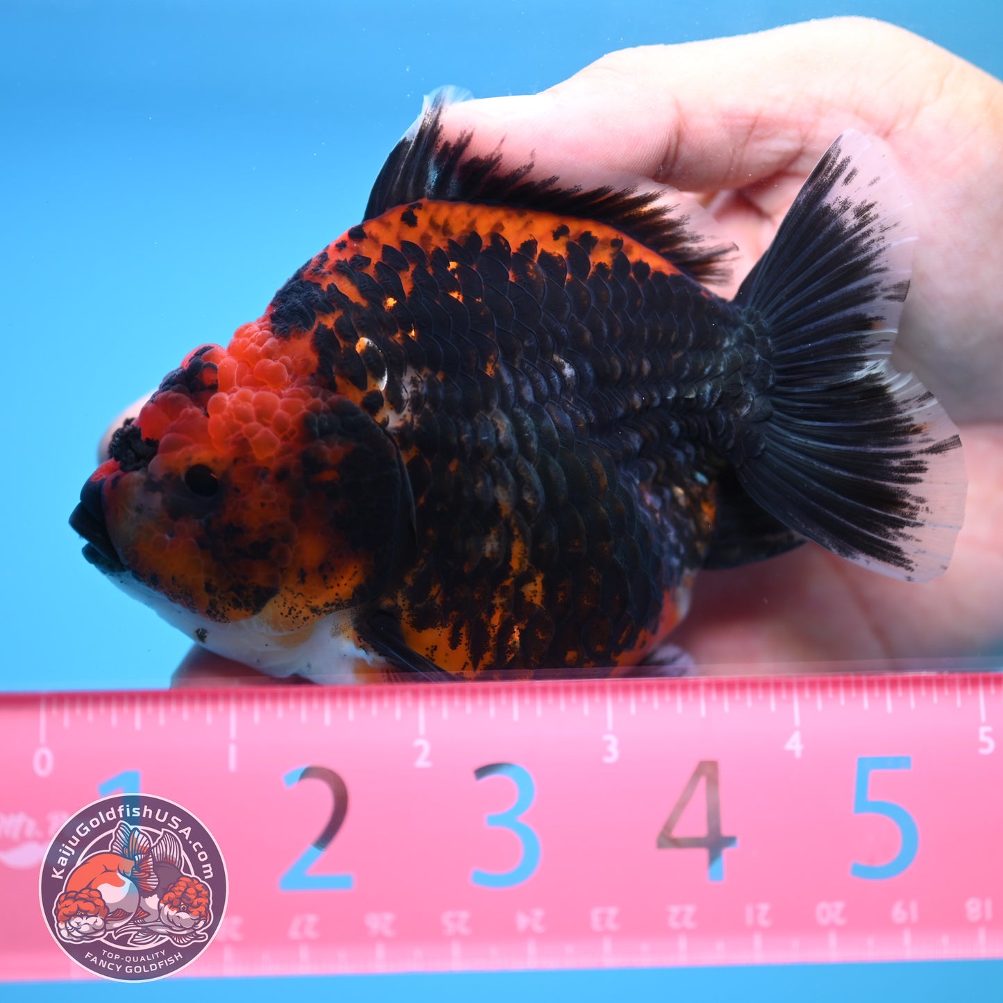 Shogun Kirin Oranda 4 inch Body (250815_OR01)