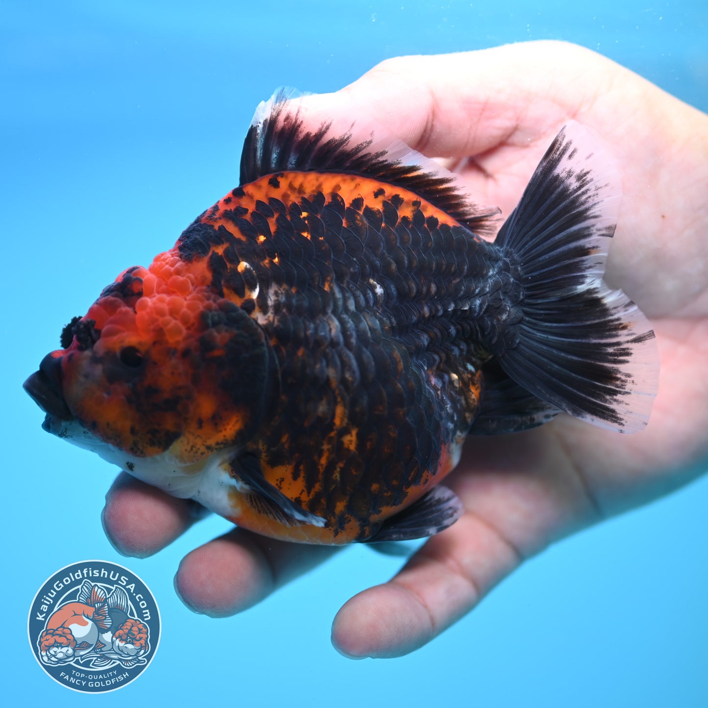 Shogun Kirin Oranda 4 inch Body (250815_OR01)