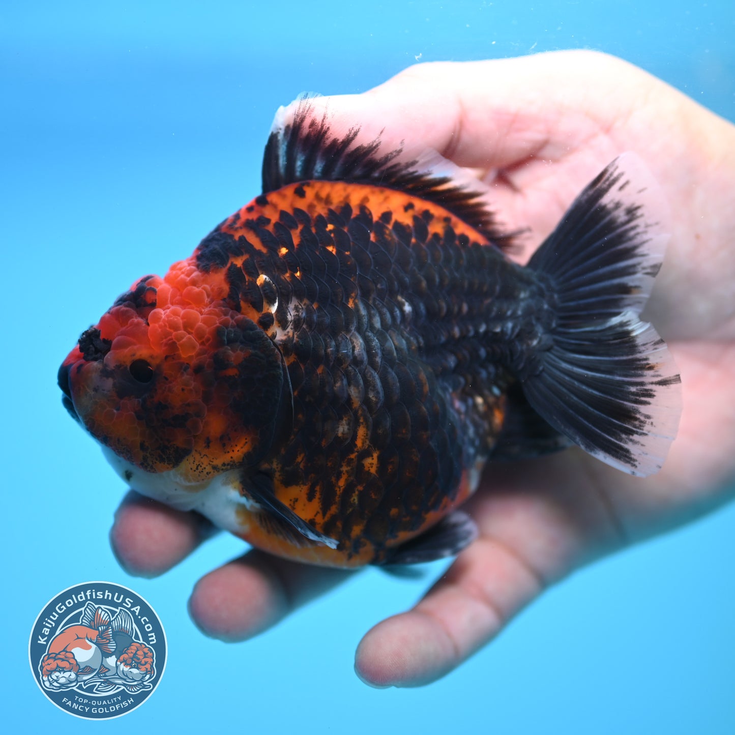 Shogun Kirin Oranda 4 inch Body (250815_OR01)