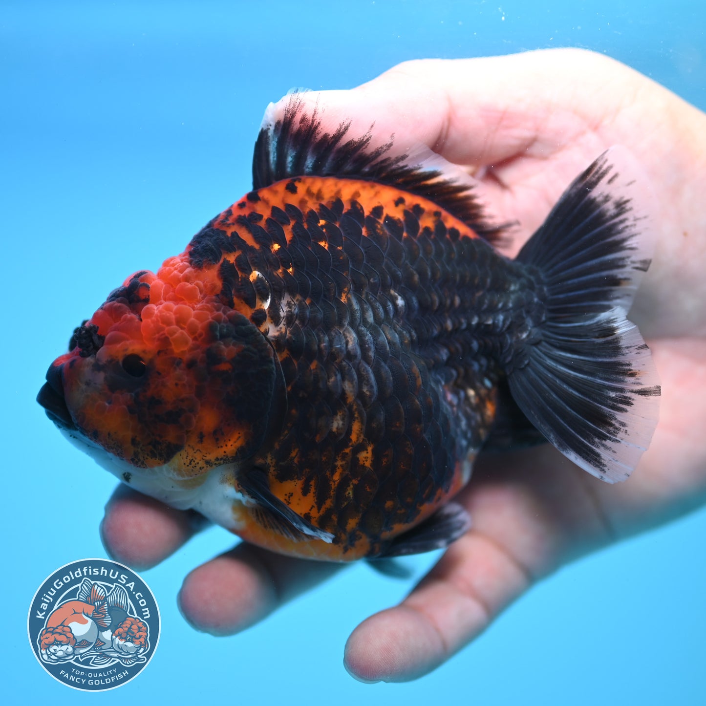 Shogun Kirin Oranda 4 inch Body (250815_OR01)