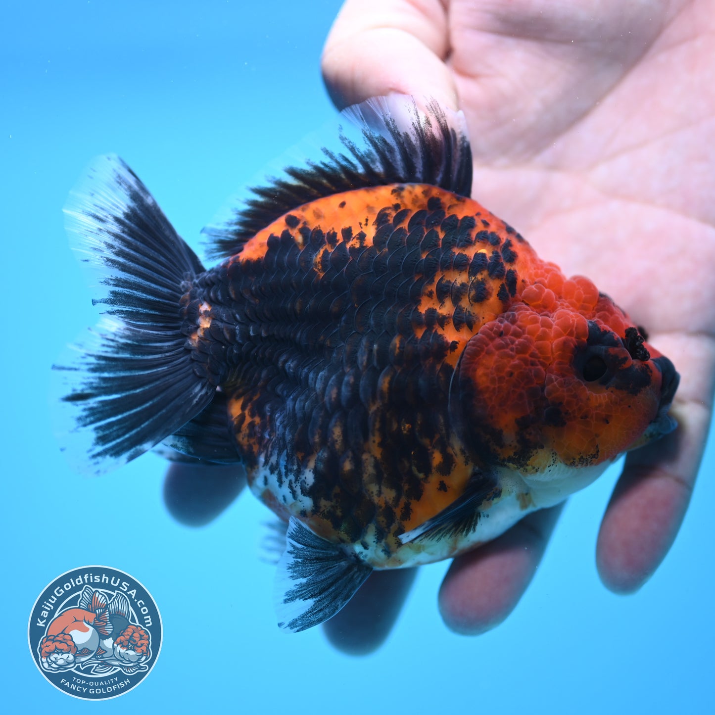 Shogun Kirin Oranda 4 inch Body (250815_OR01)