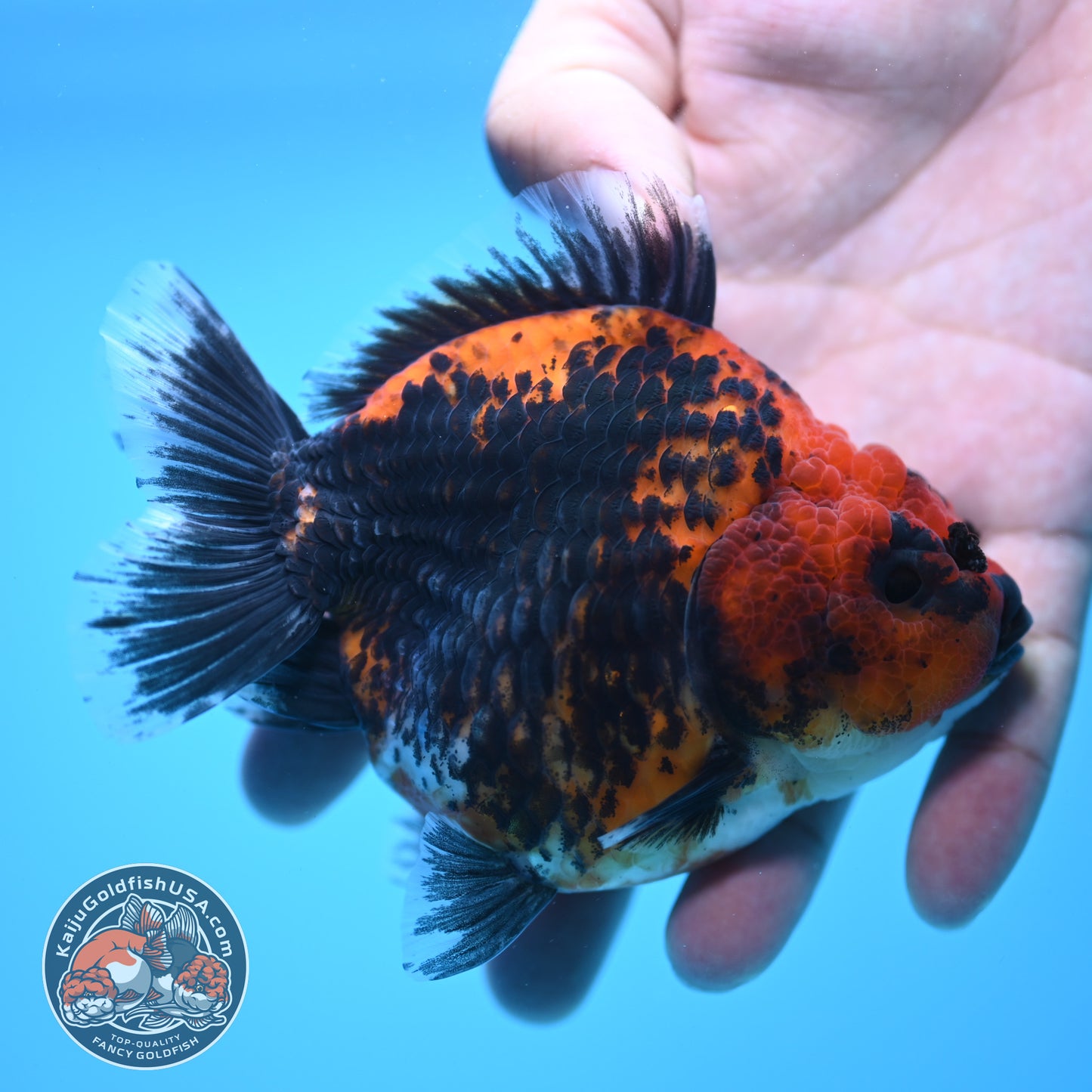 Shogun Kirin Oranda 4 inch Body (250815_OR01)