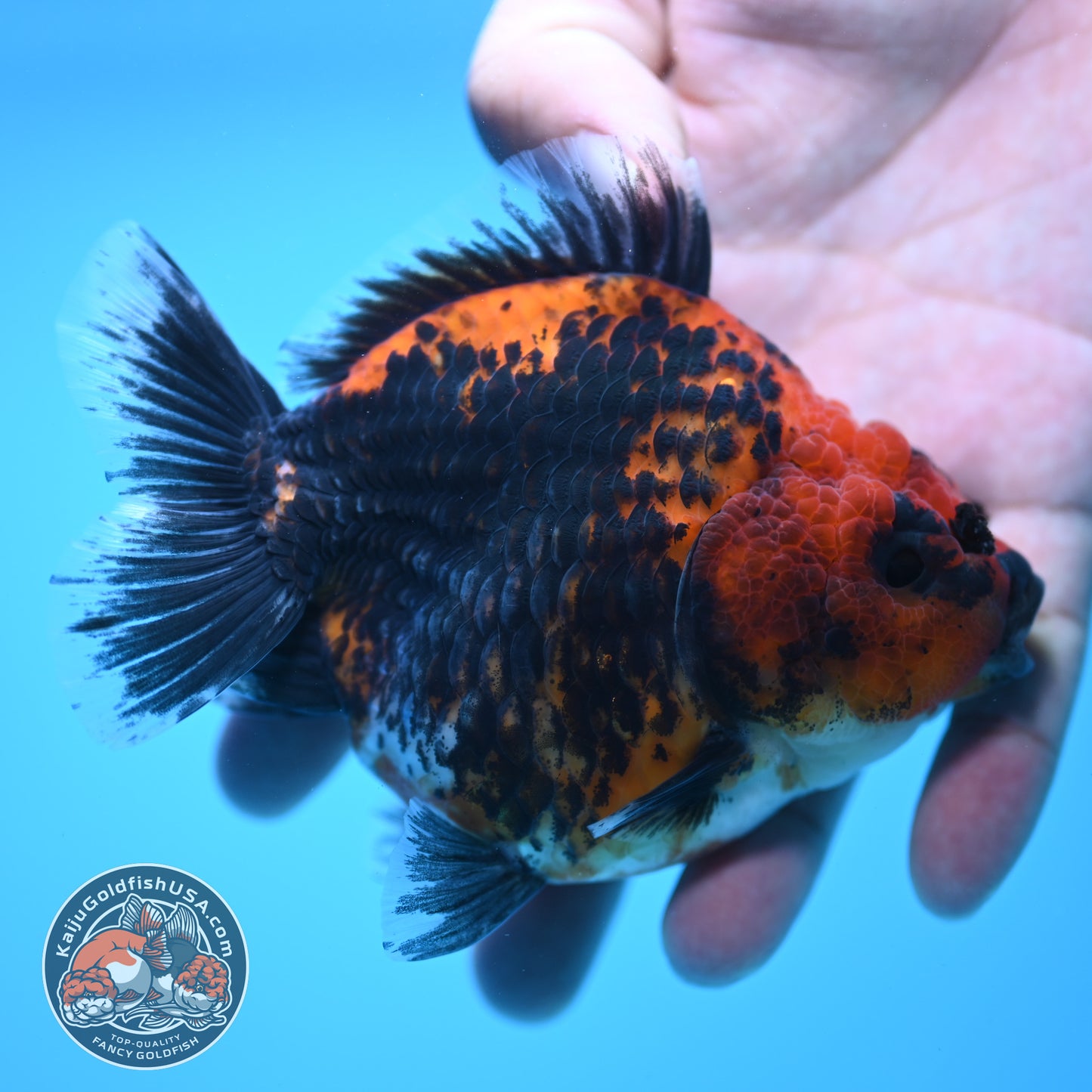 Shogun Kirin Oranda 4 inch Body (250815_OR01)