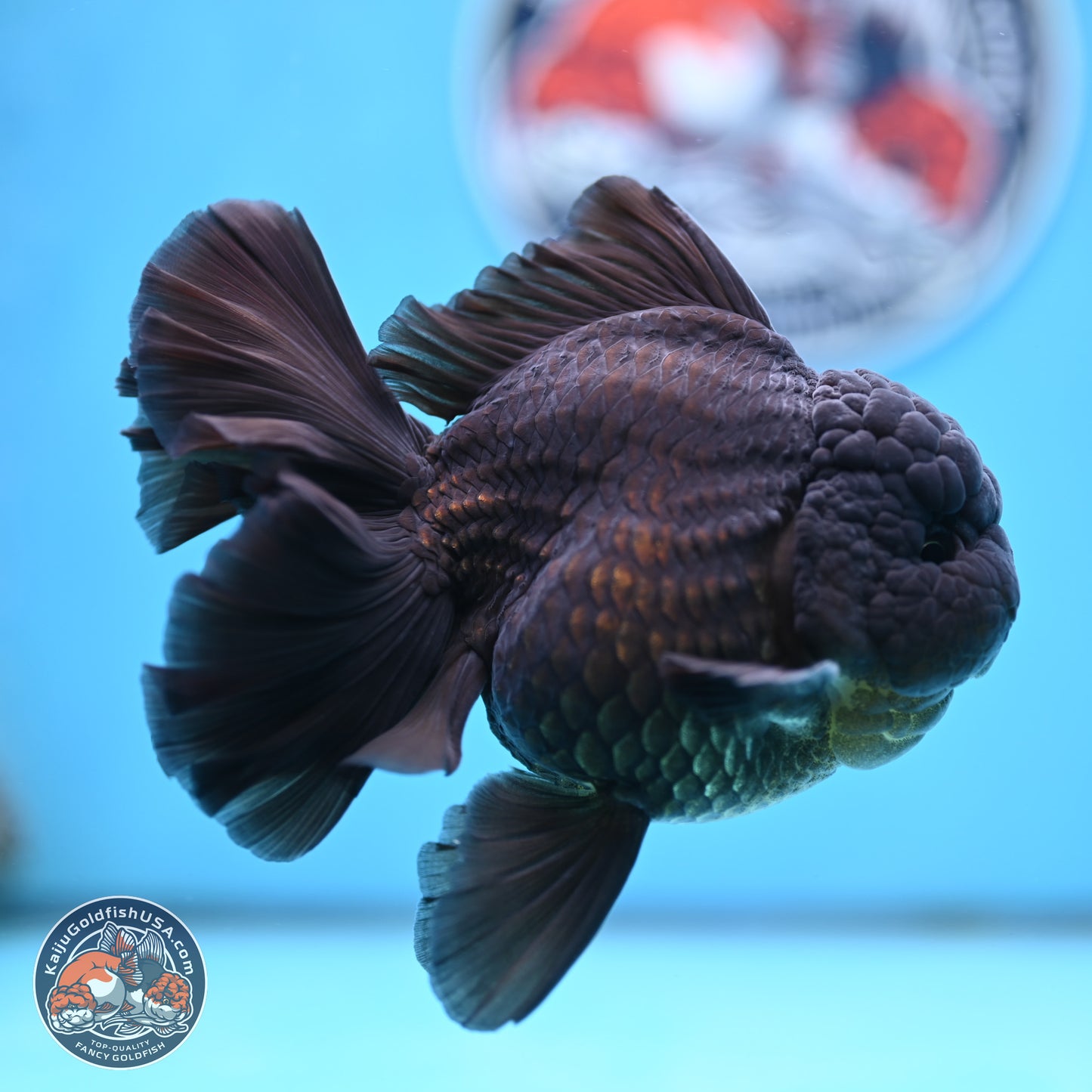 Black Orchid Tail Oranda 4 inches Body - Male (250321_OR01)