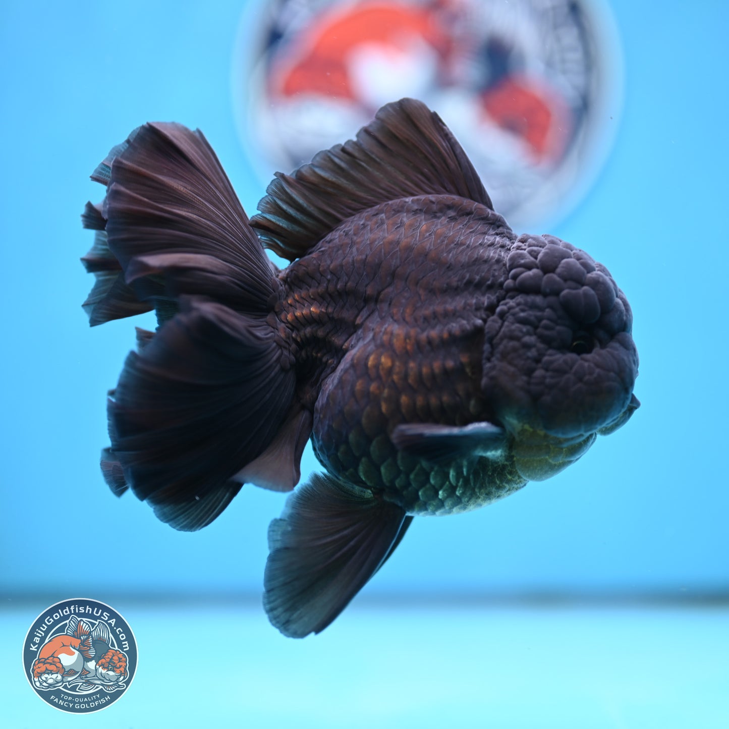 Black Orchid Tail Oranda 4 inches Body - Male (250321_OR01)