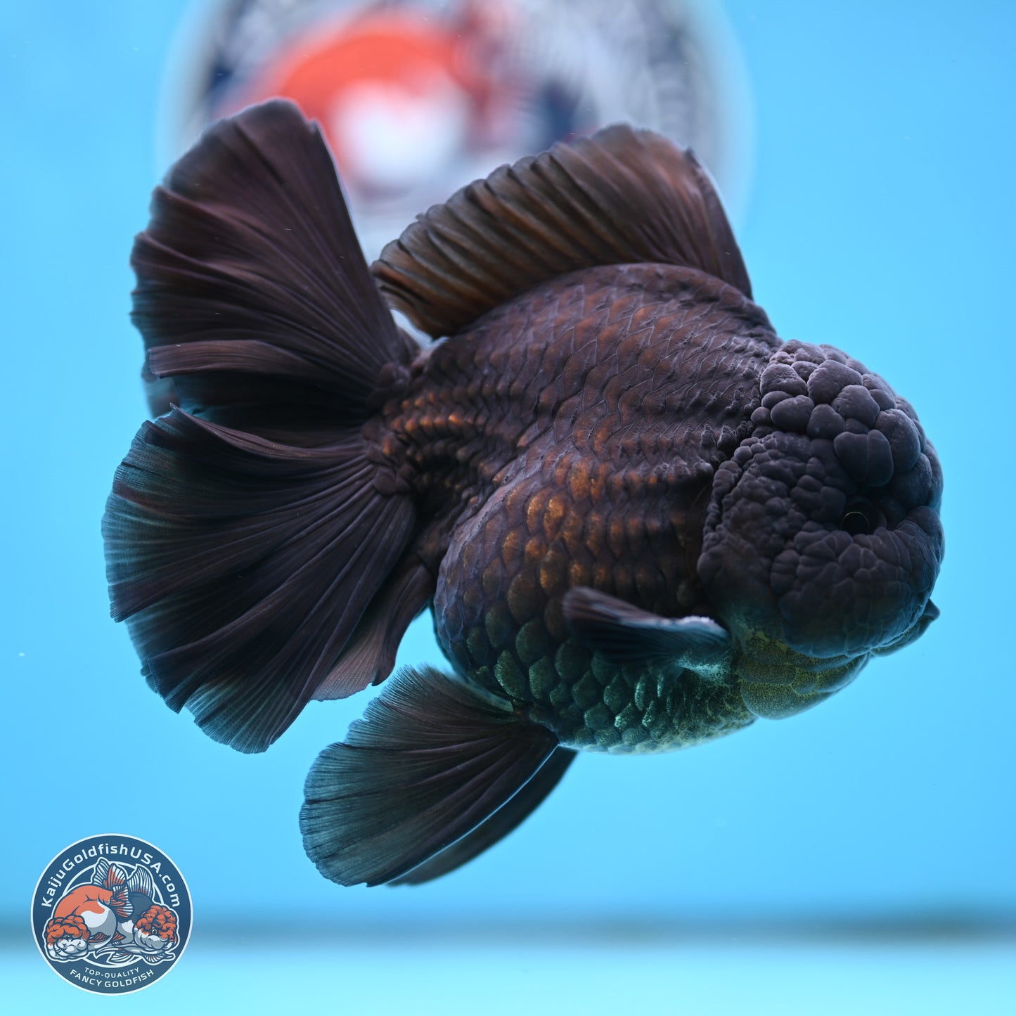 Black Orchid Tail Oranda 4 inches Body - Male (250321_OR01)