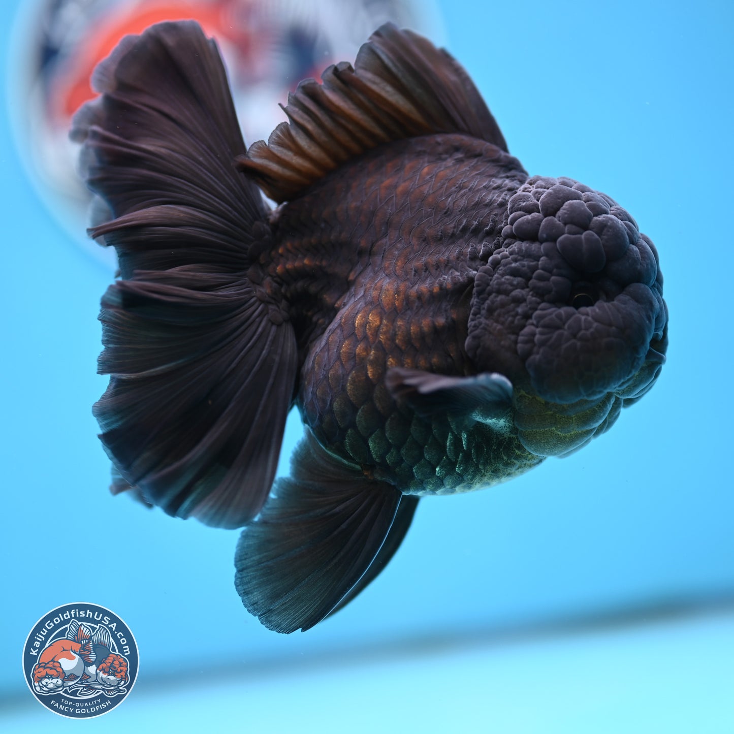 Black Orchid Tail Oranda 4 inches Body - Male (250321_OR01)