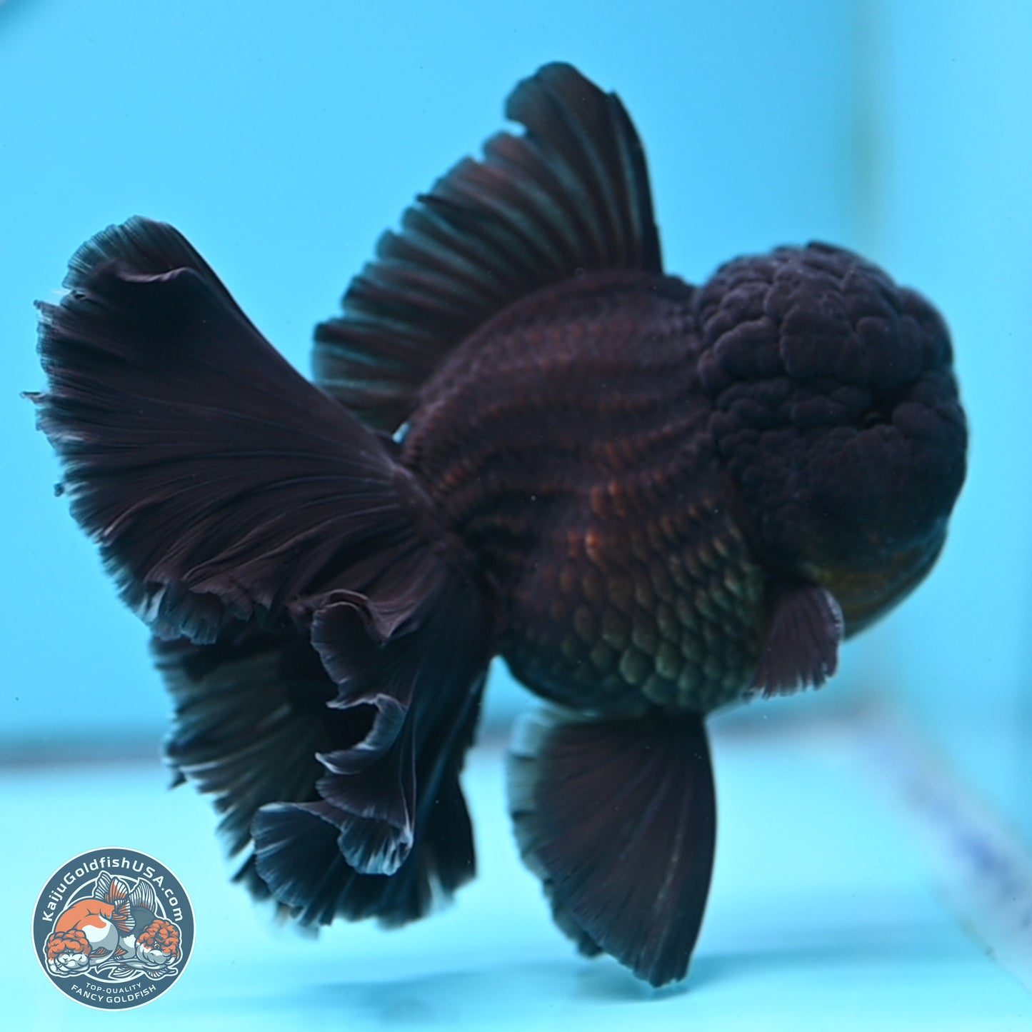 Black Orchid Tail Oranda 3.5 inches Body - Male (250314_OR01)