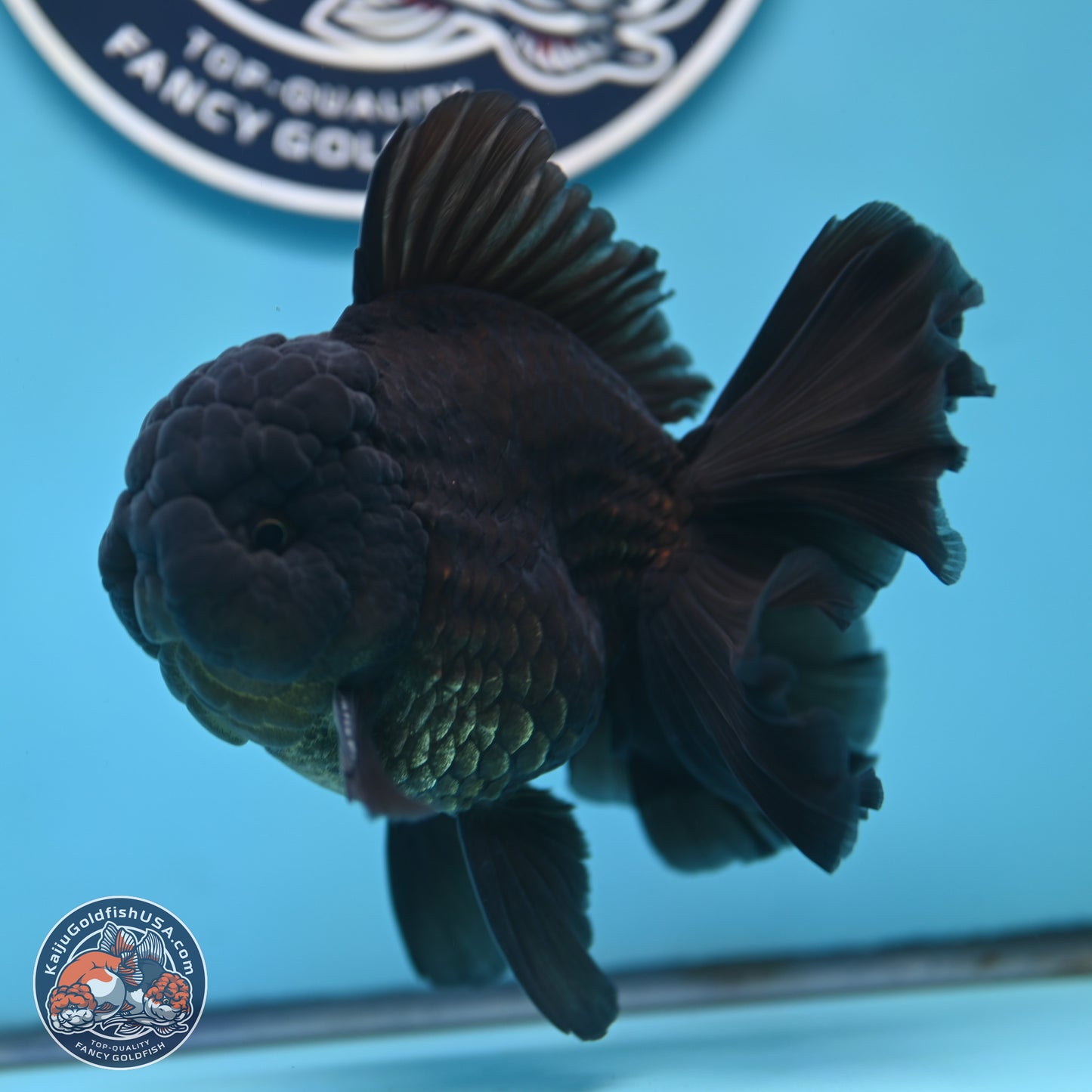 Black Orchid Tail Oranda 4 inches Body - Male (250321_OR01)