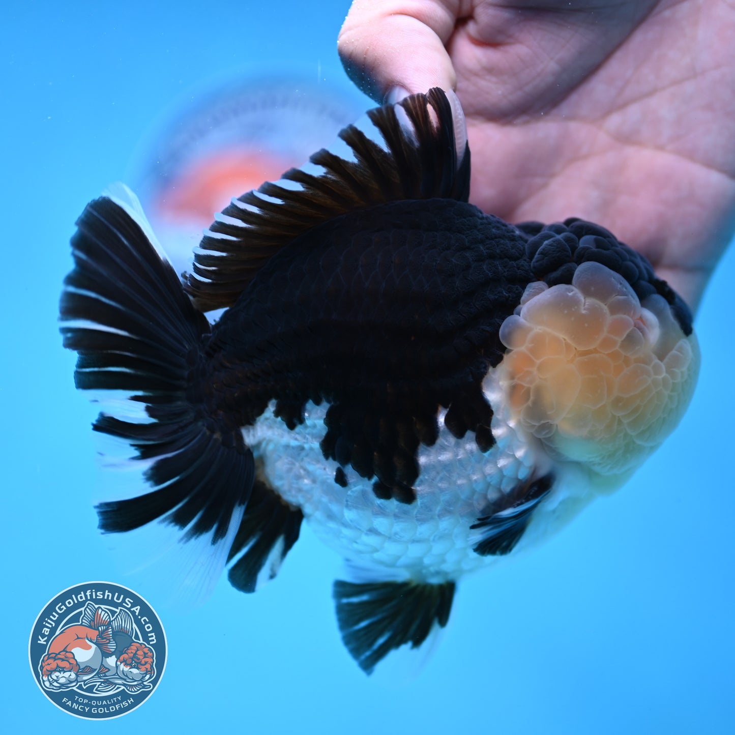 AAA Grade Panda Oranda 4.5 inch Body (250912_OR01)