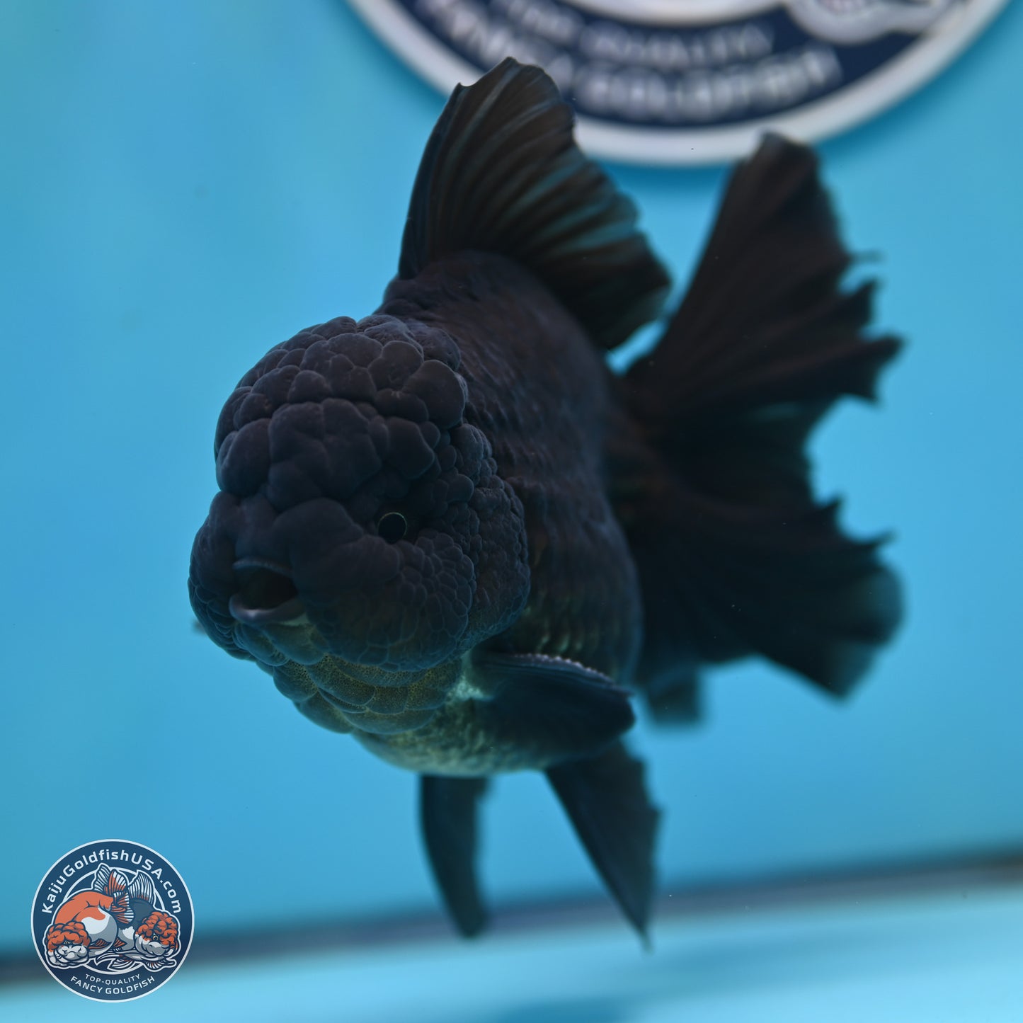 Black Orchid Tail Oranda 4 inches Body - Male (250321_OR01)