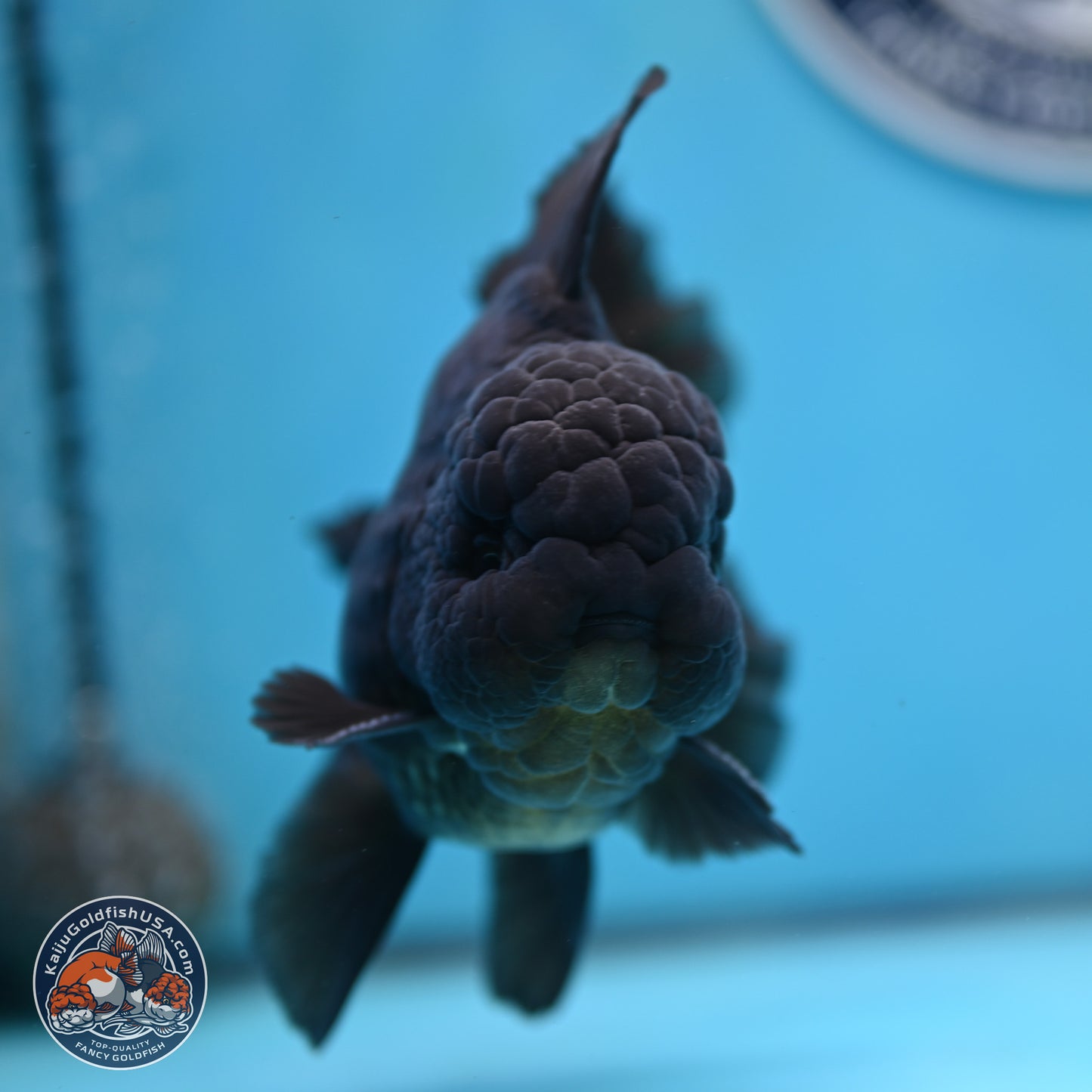 Black Orchid Tail Oranda 4 inches Body - Male (250321_OR01)