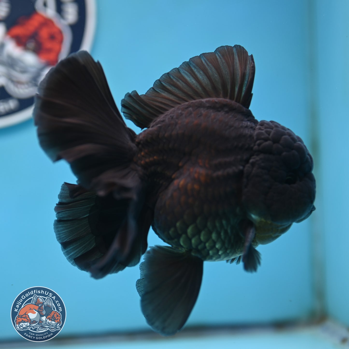 Black Orchid Tail Oranda 4 inches Body - Male (250321_OR01)