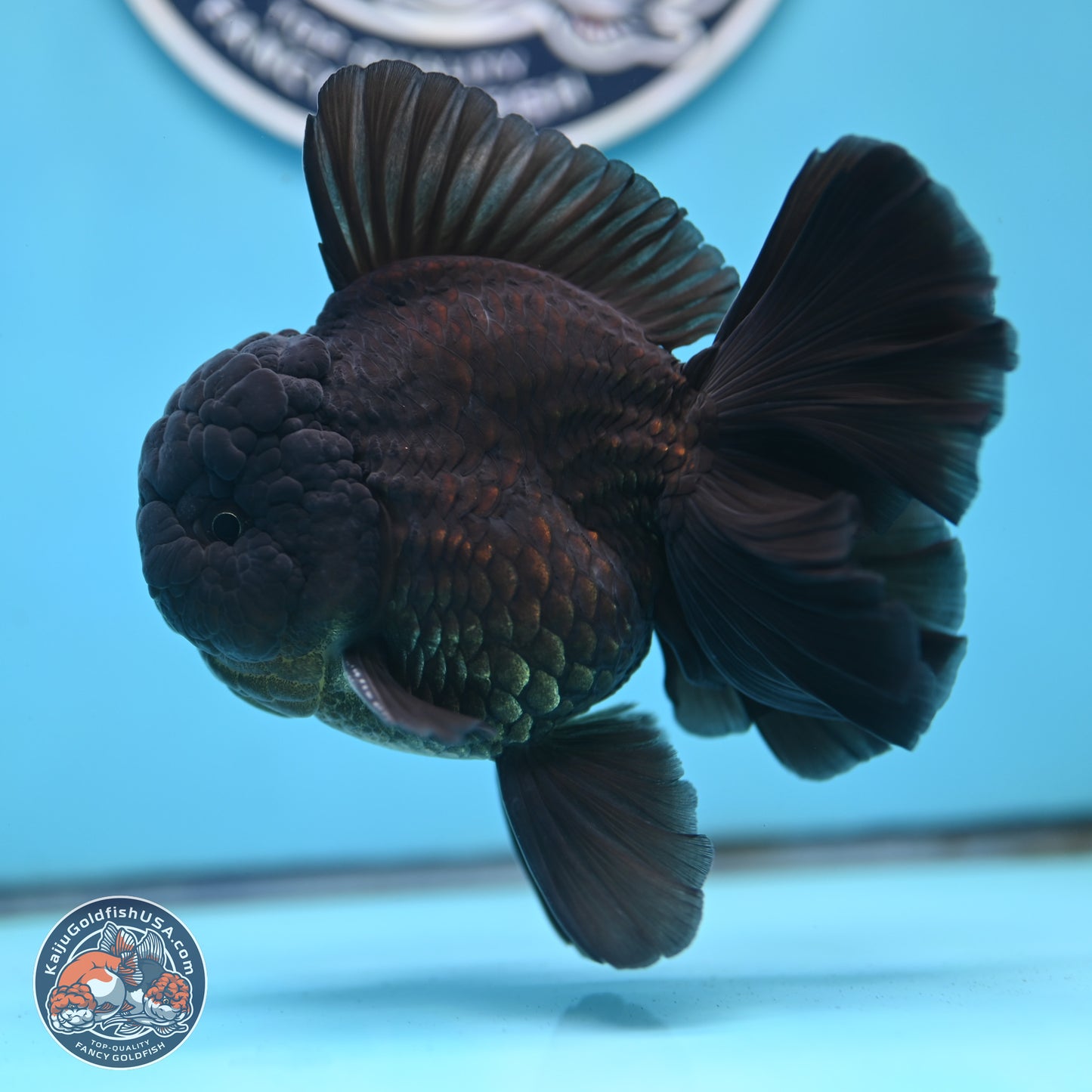 Black Orchid Tail Oranda 4 inches Body - Male (250321_OR01)