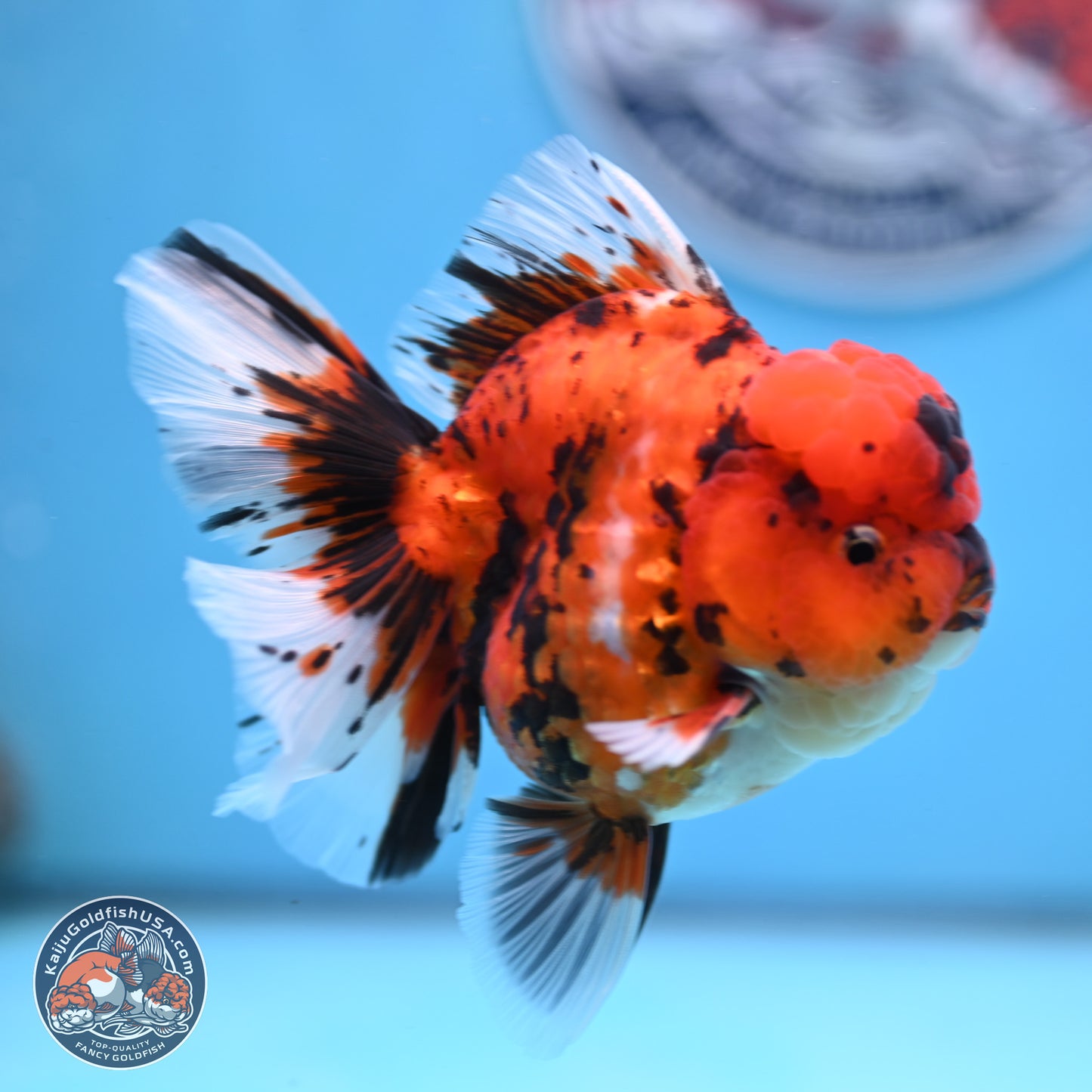 Tiger Rose Tail Oranda 3.5 inches Body - Male (250307_OR01)