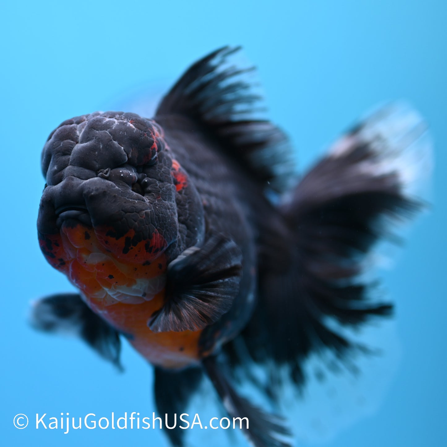 Black Lava Rose Tail Oranda 5-5.5 inches (240308_OR01) - Kaiju Goldfish USA