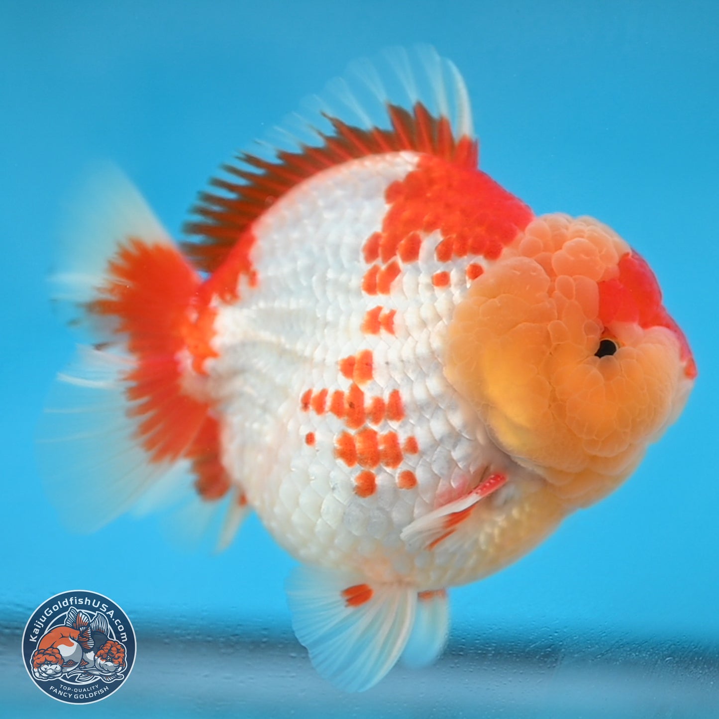 Red White YuanBao Oranda 3.8 inches Body - Male (250131_OR01)