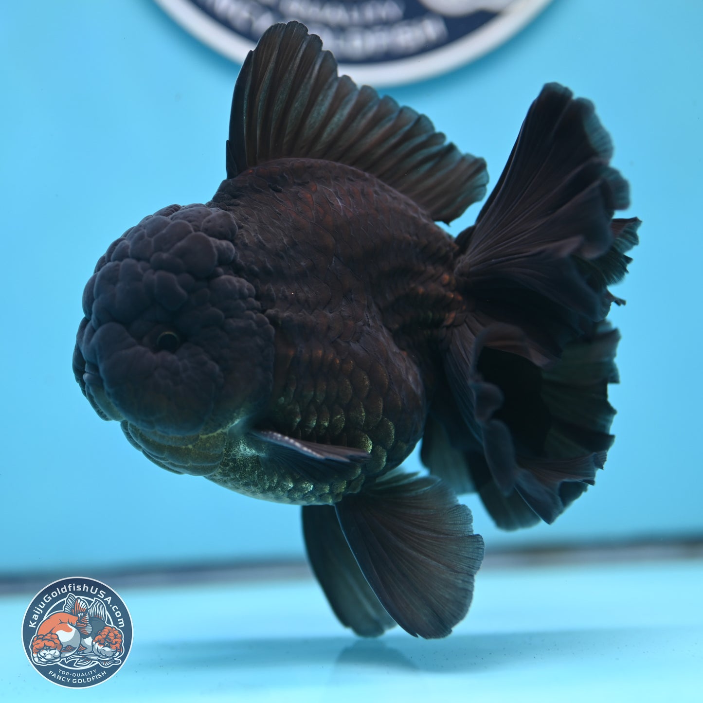 Black Orchid Tail Oranda 4 inches Body - Male (250321_OR01)