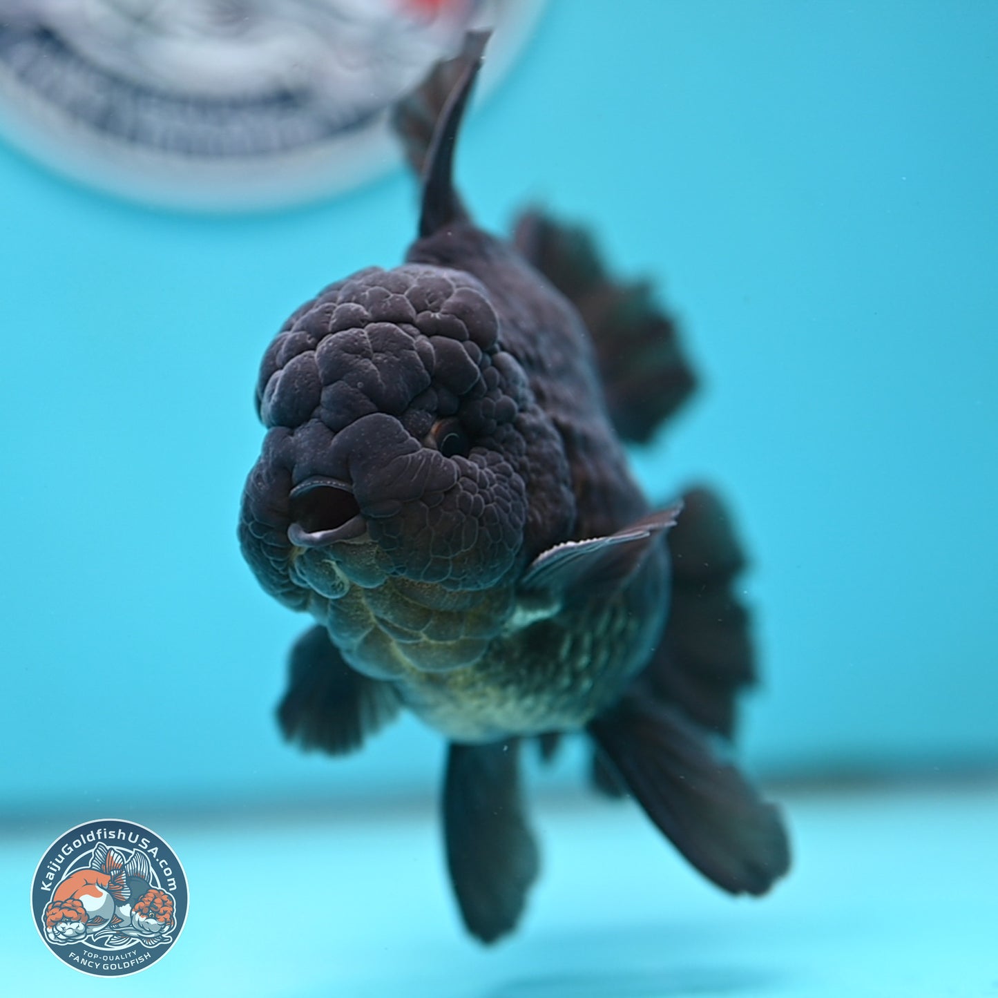 Black Orchid Tail Oranda 4 inches Body - Male (250321_OR01)