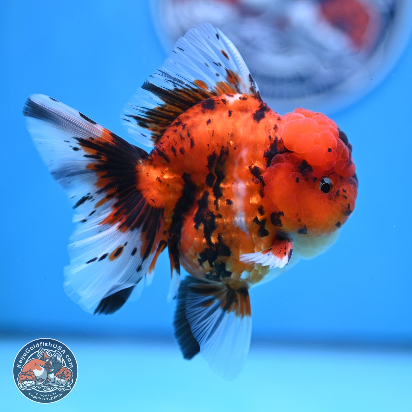 Tiger Rose Tail Oranda 3.5 inches Body - Male (250307_OR01)