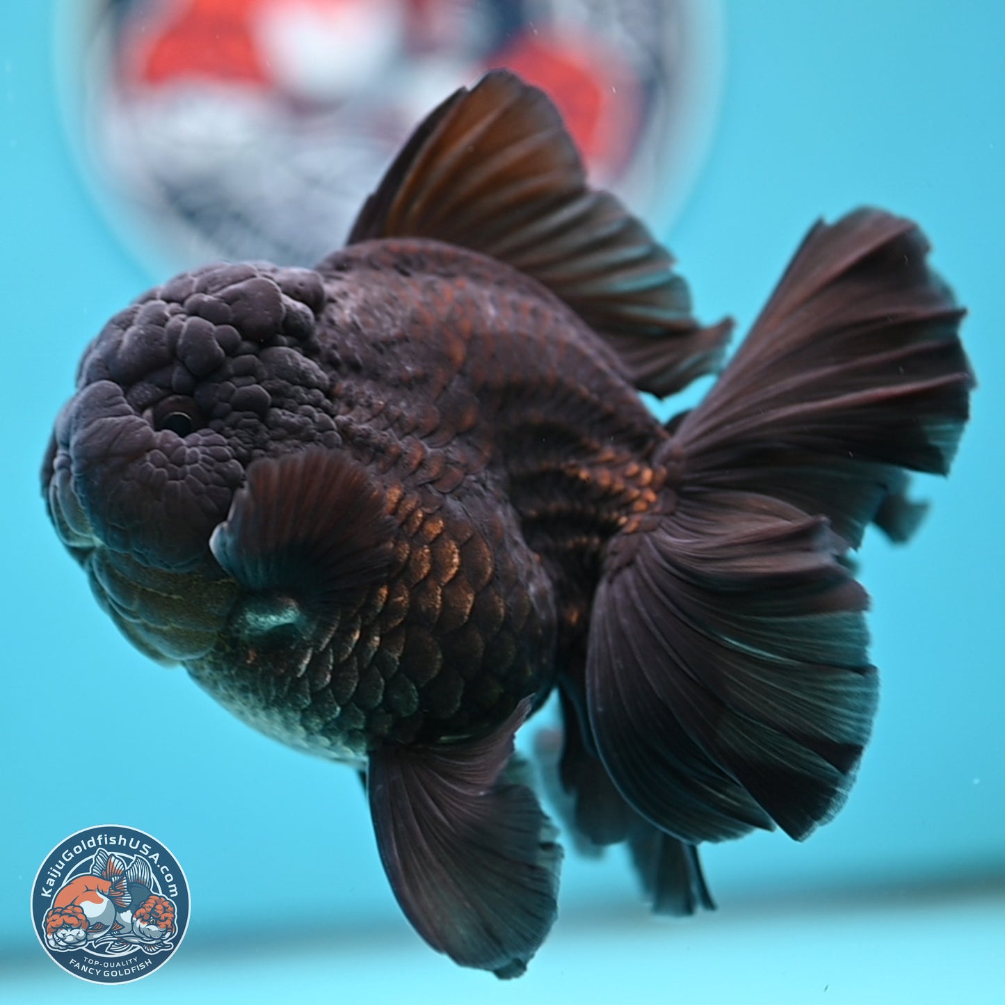 Black Orchid Tail Oranda 4 inches Body - Male (250321_OR01)