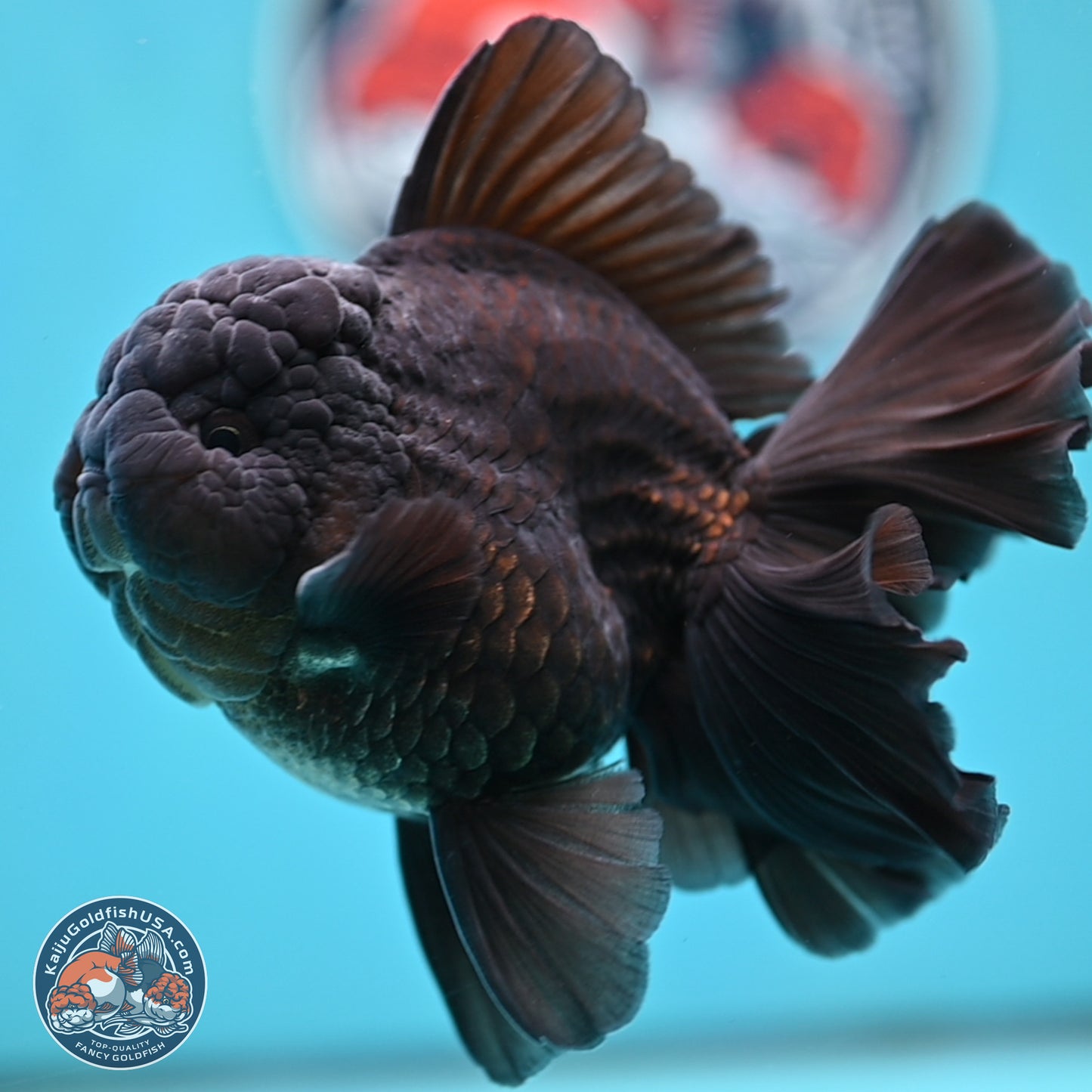Black Orchid Tail Oranda 4 inches Body - Male (250321_OR01)