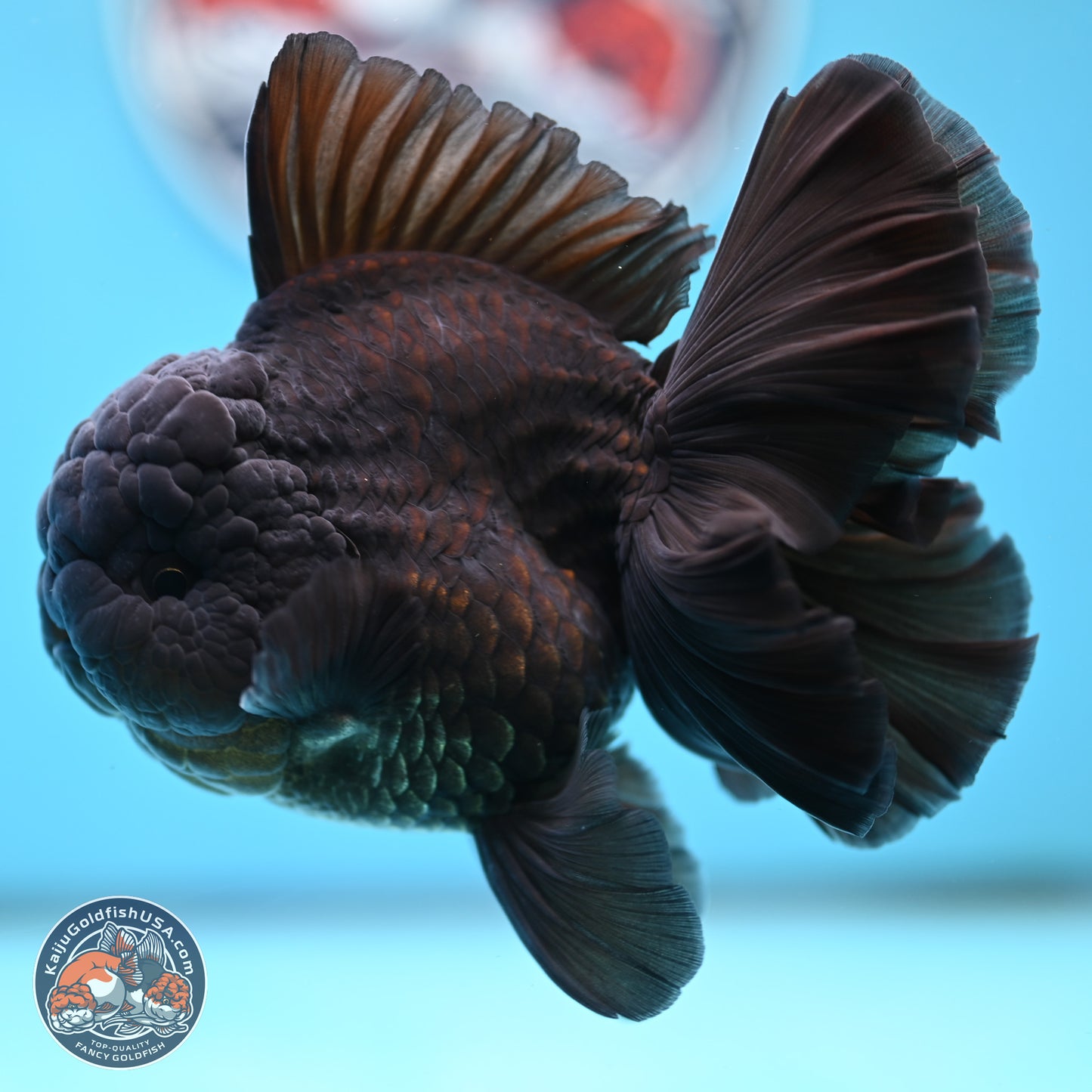 Black Orchid Tail Oranda 4 inches Body - Male (250321_OR01)