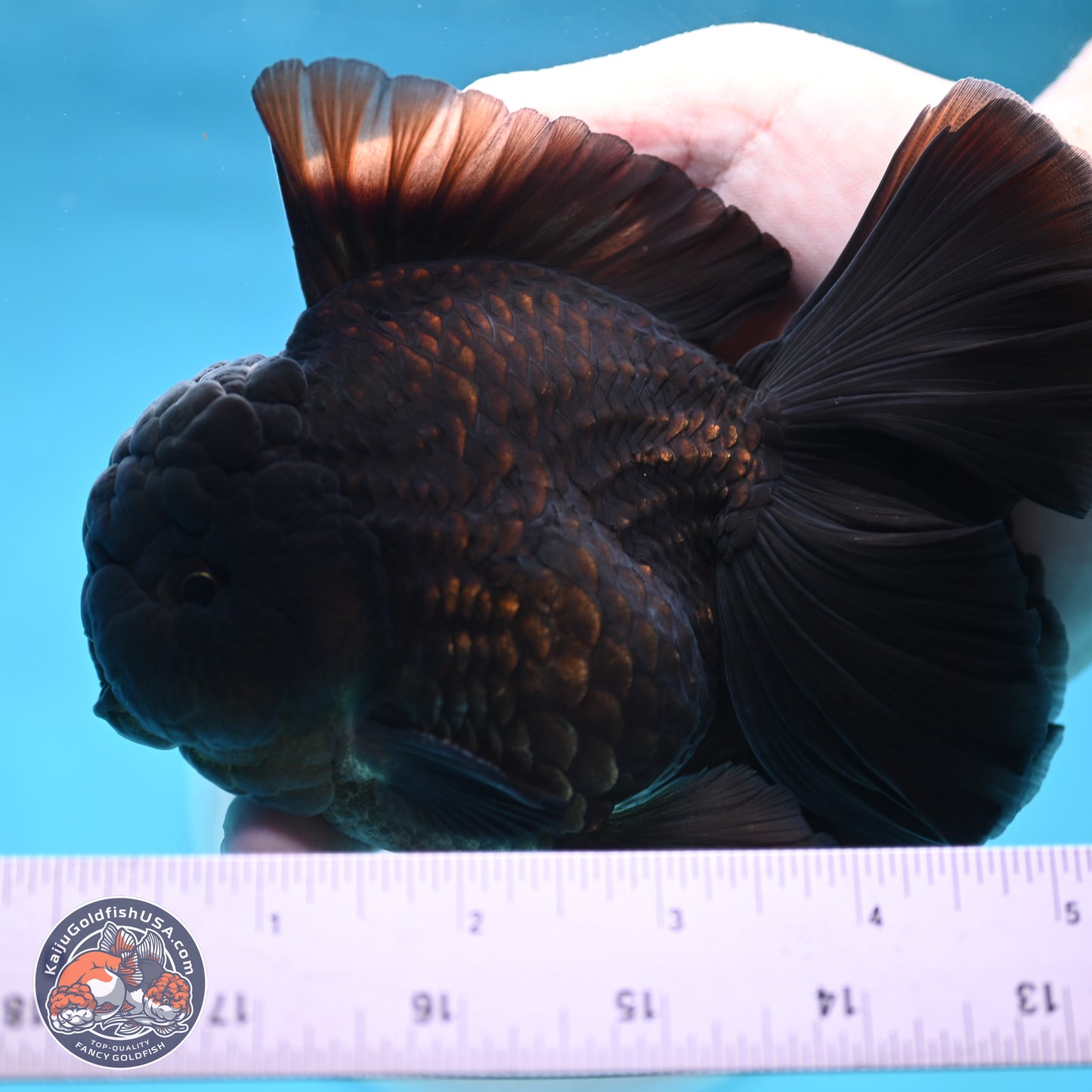 Black Orchid Tail Oranda 4 inches Body - Male (250321_OR01)