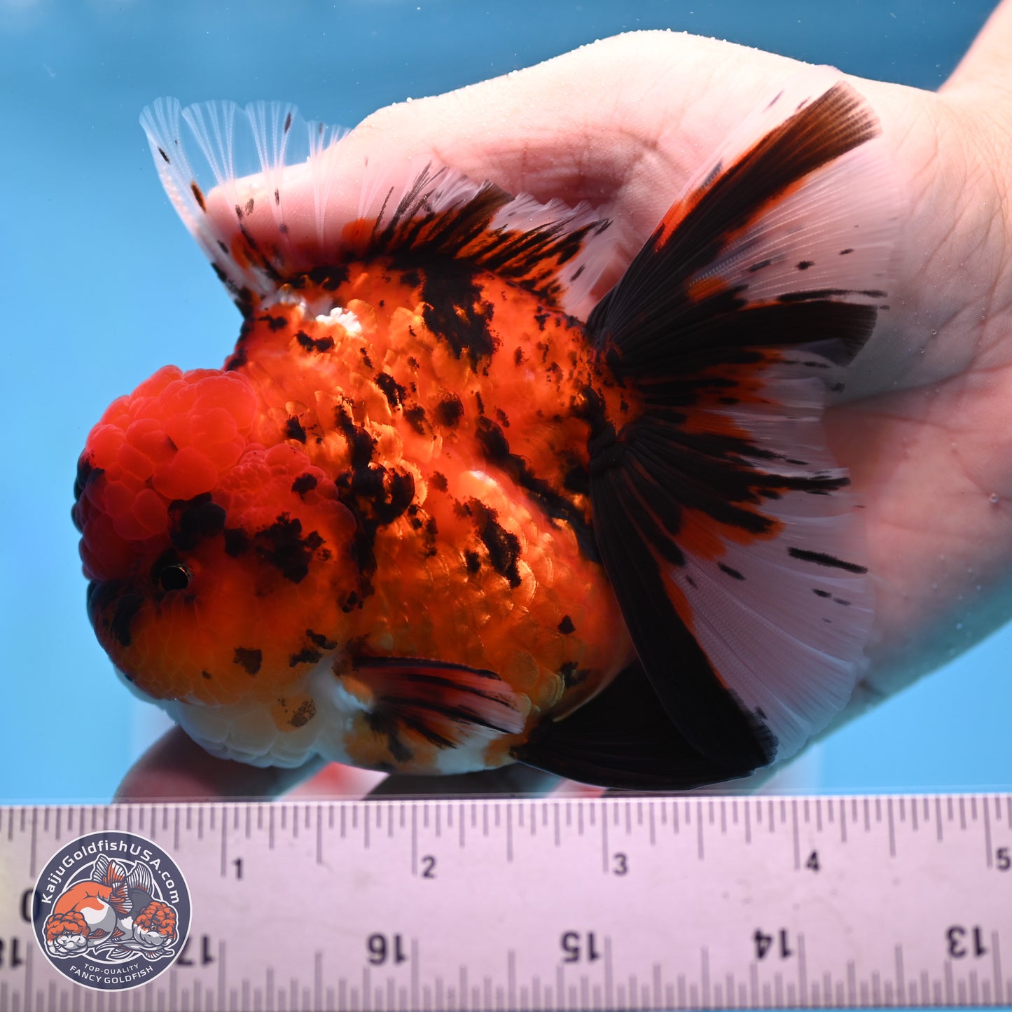 Tiger Rose Tail Oranda 3.5 inches Body - Male (250307_OR01)