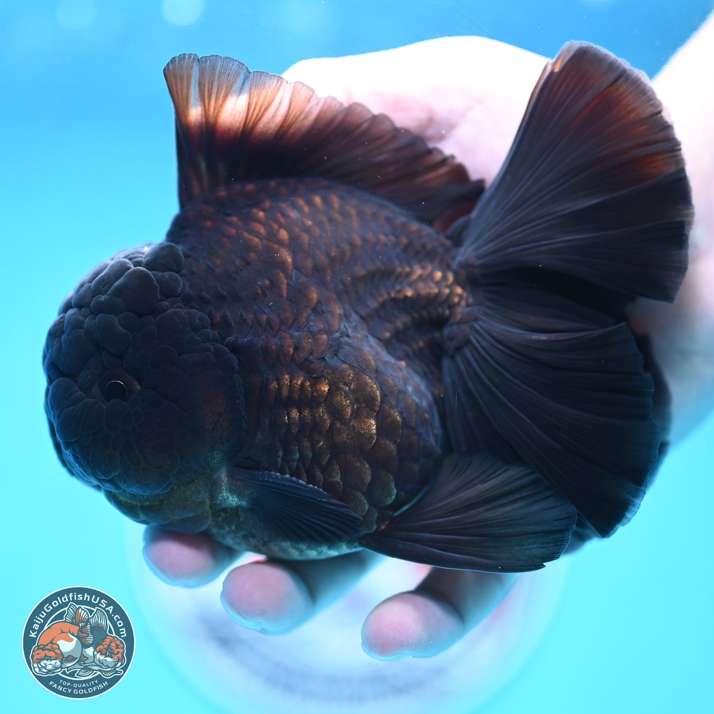 Black Orchid Tail Oranda 4 inches Body - Male (250321_OR01)