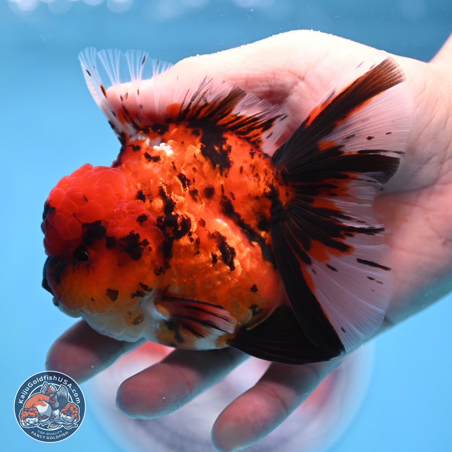 Tiger Rose Tail Oranda 3.5 inches Body - Male (250307_OR01)