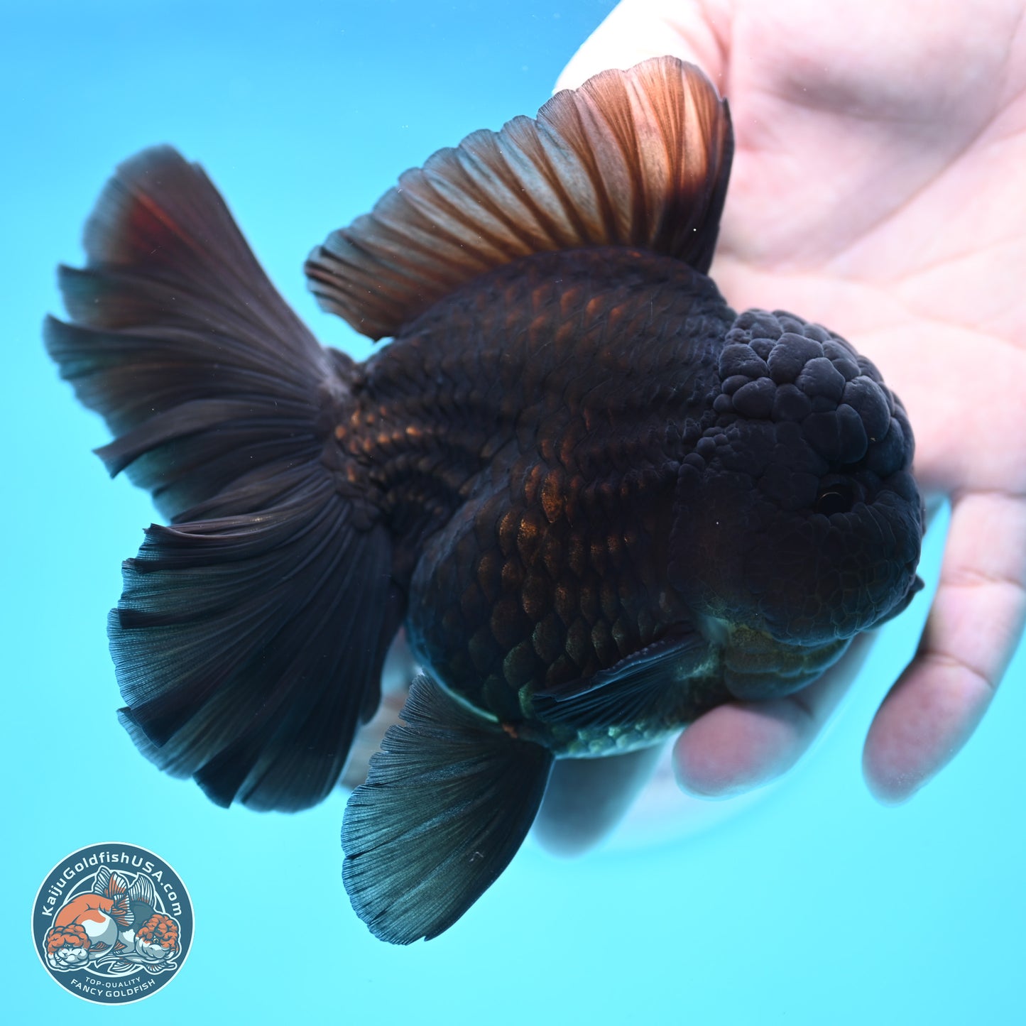 Black Orchid Tail Oranda 4 inches Body - Male (250321_OR01)