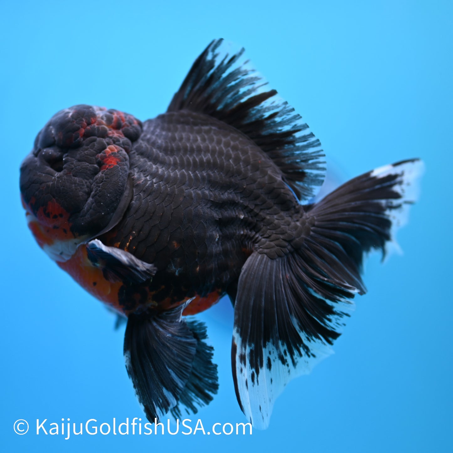 Black Lava Rose Tail Oranda 5-5.5 inches (240308_OR01) - Kaiju Goldfish USA
