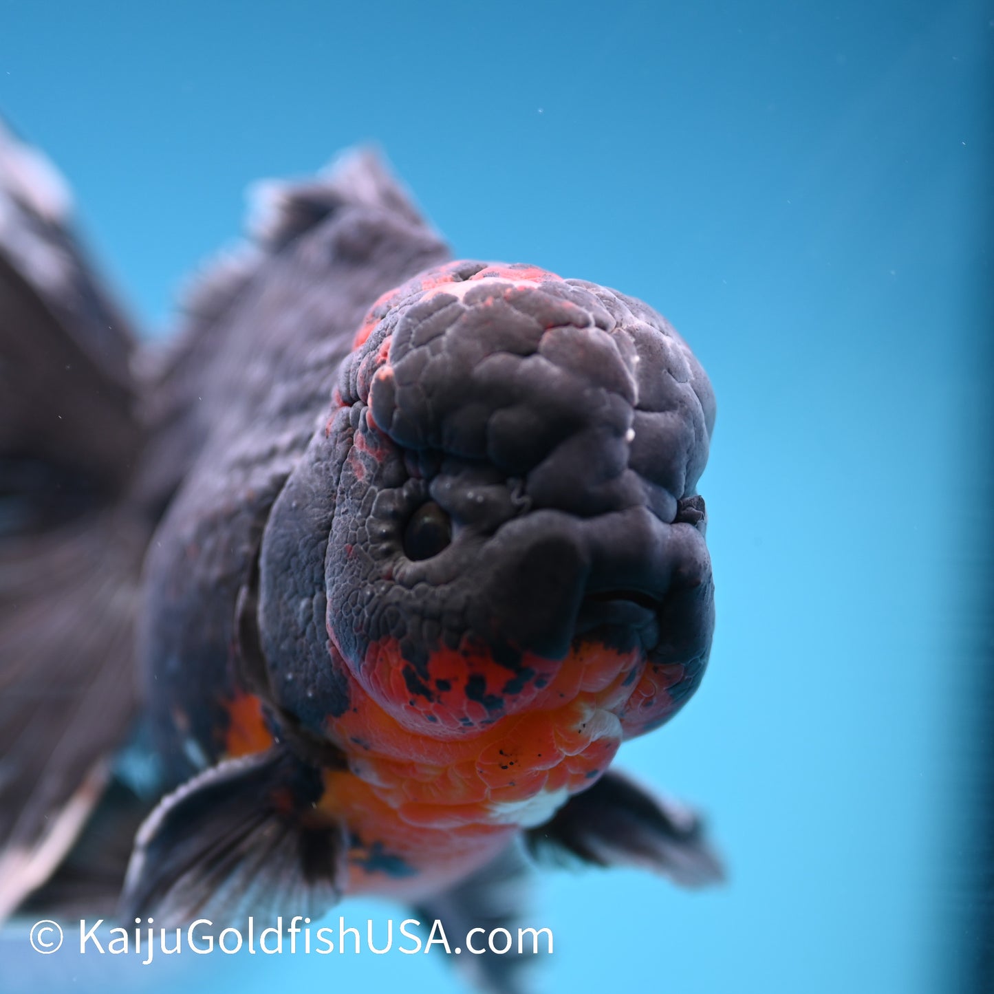 Black Lava Rose Tail Oranda 5-5.5 inches (240308_OR01) - Kaiju Goldfish USA