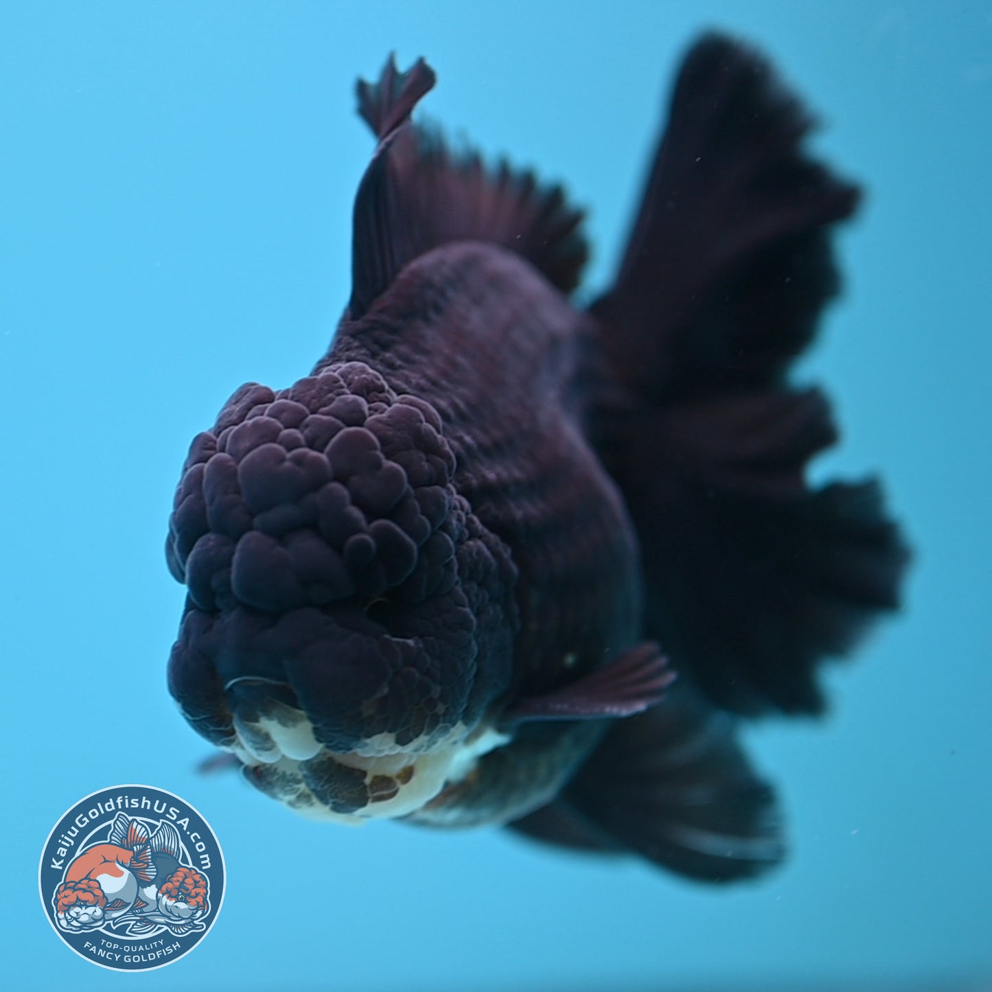 Black Rose Tail Oranda 4 inch Body (250613_OR01)