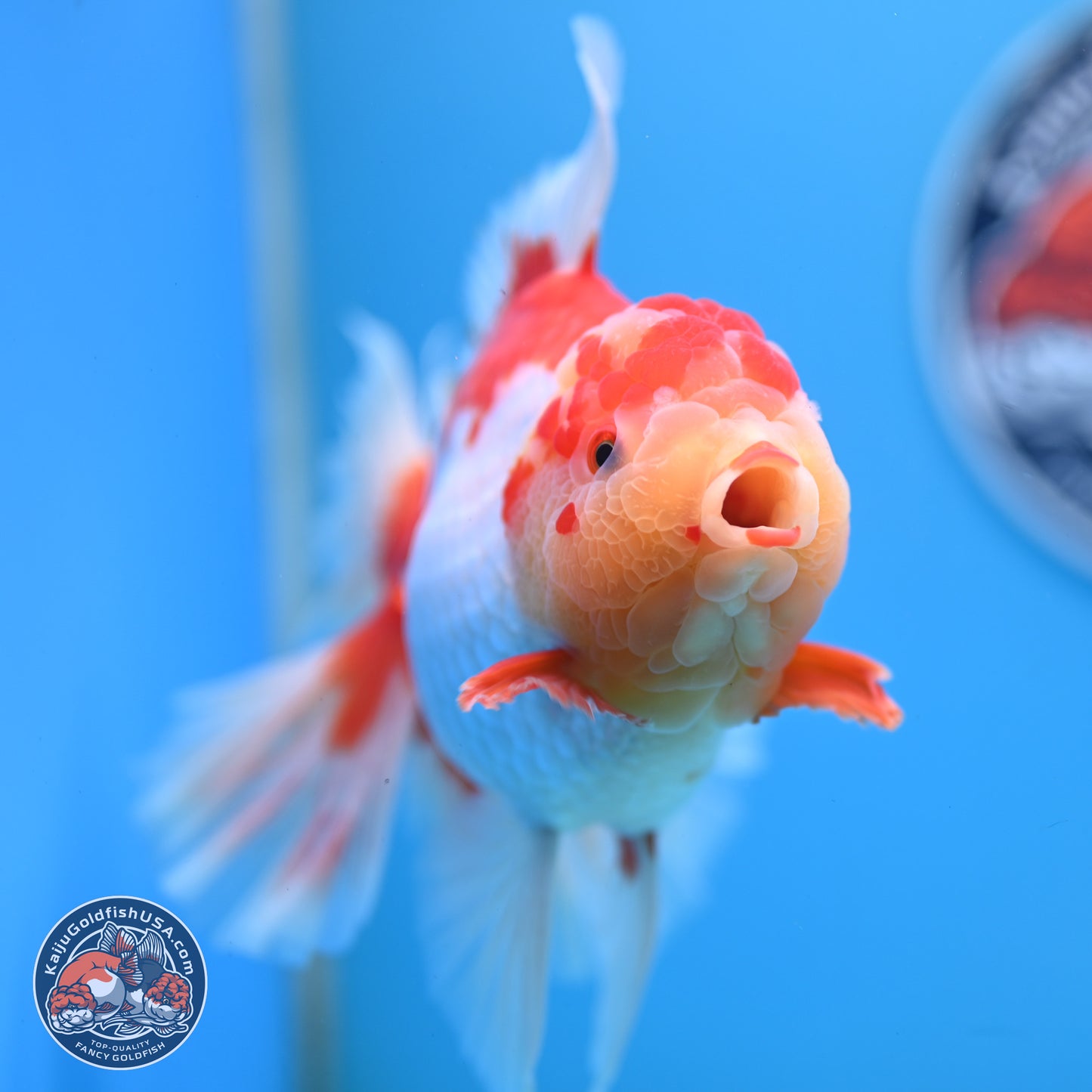 Jumbo Red White Rose Tail Oranda 5 inches Body - Female (250221_OR02)