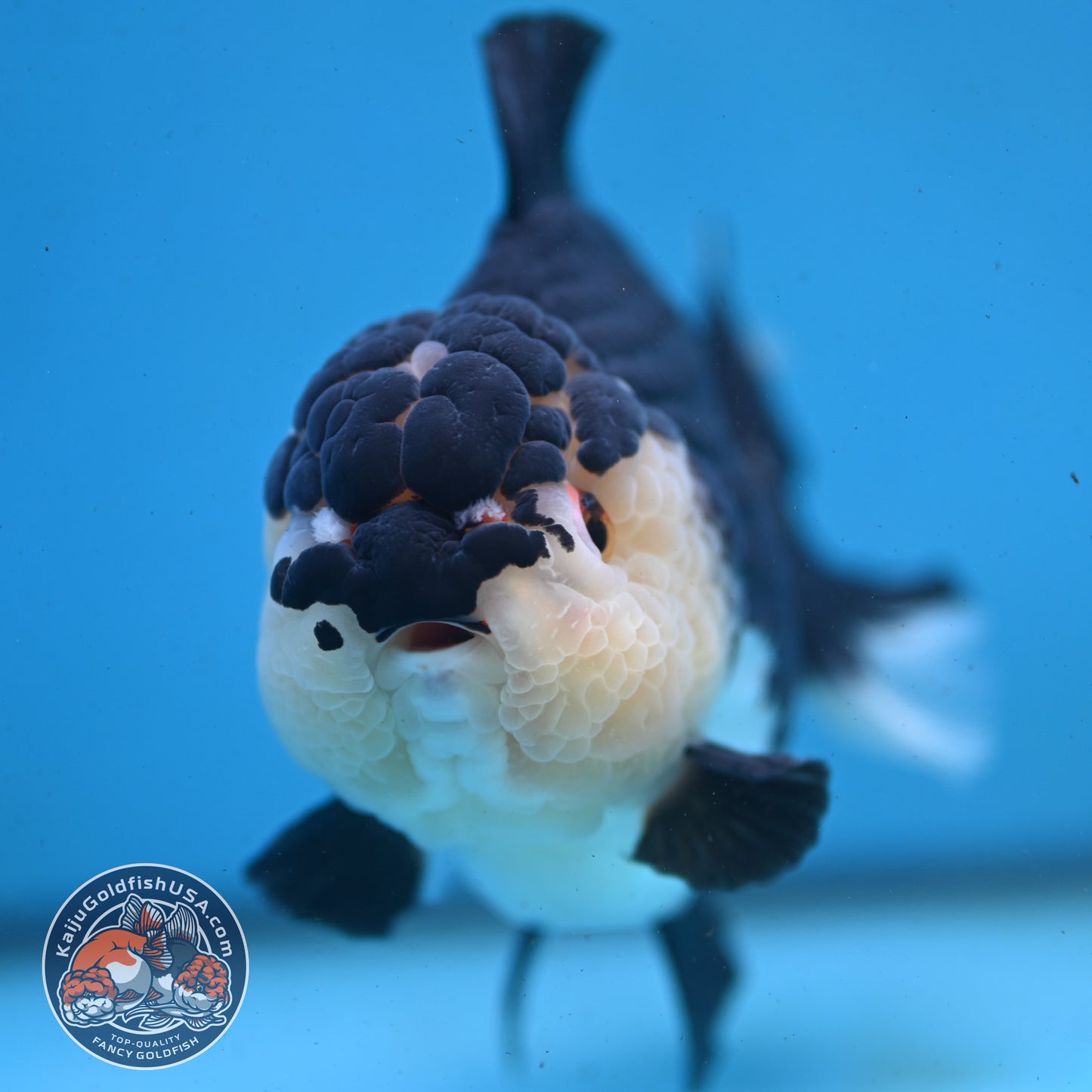 Panda Oranda 4.5 inch Body (250919_OR02)