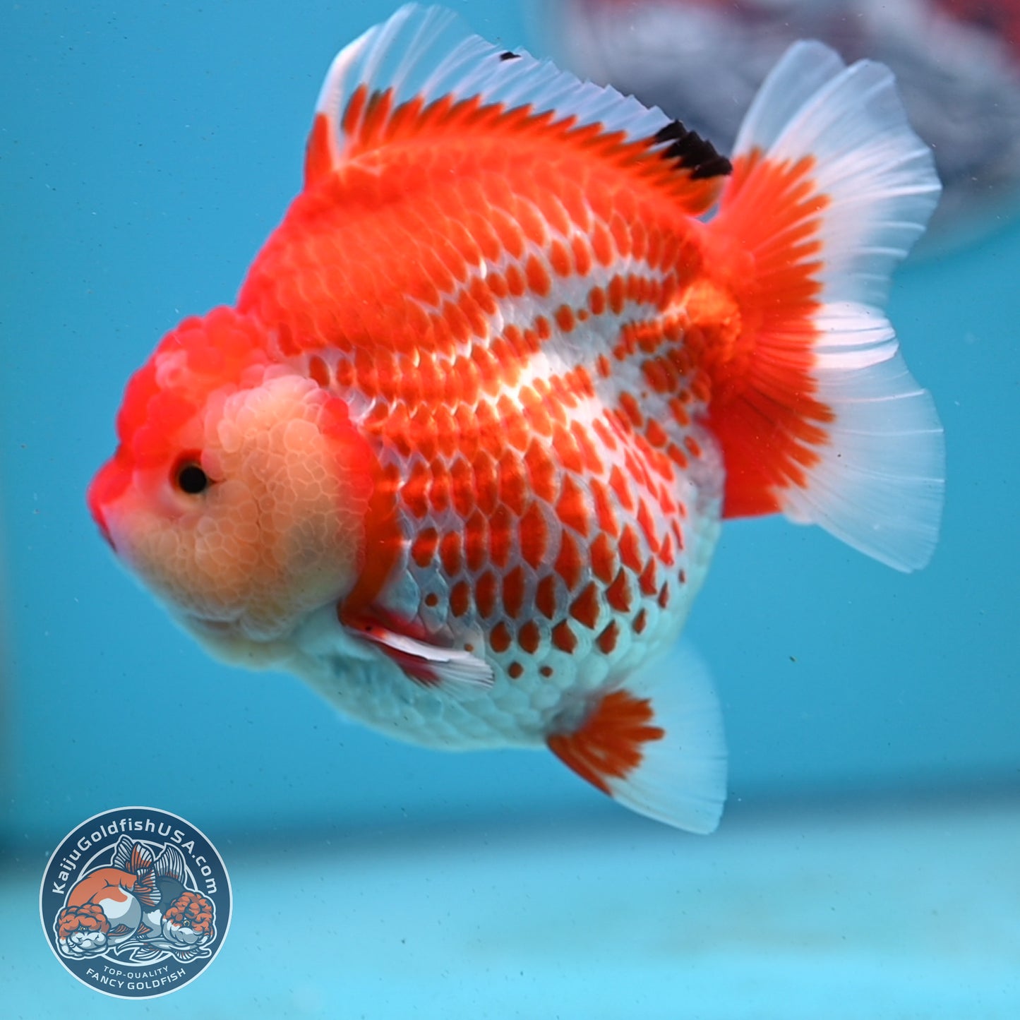 Jumbo Deer Spot Red White YuanBao Oranda 4.5 inches Body (250509_OR02)