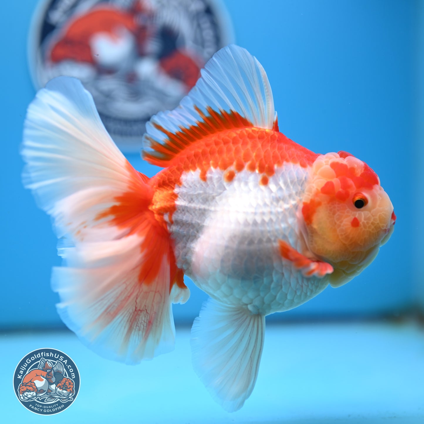 Jumbo Red White Rose Tail Oranda 5 inches Body - Female (250221_OR02)