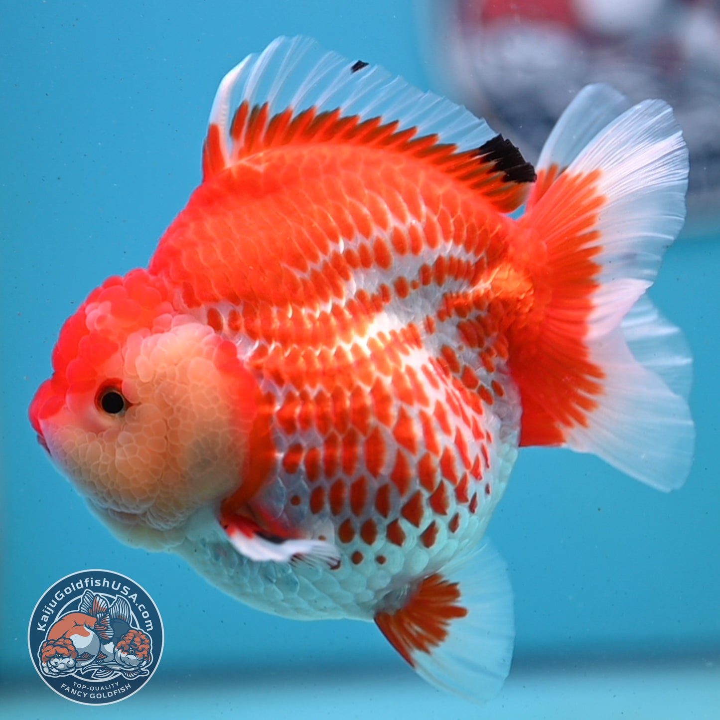 Jumbo Deer Spot Red White YuanBao Oranda 4.5 inches Body (250509_OR02)