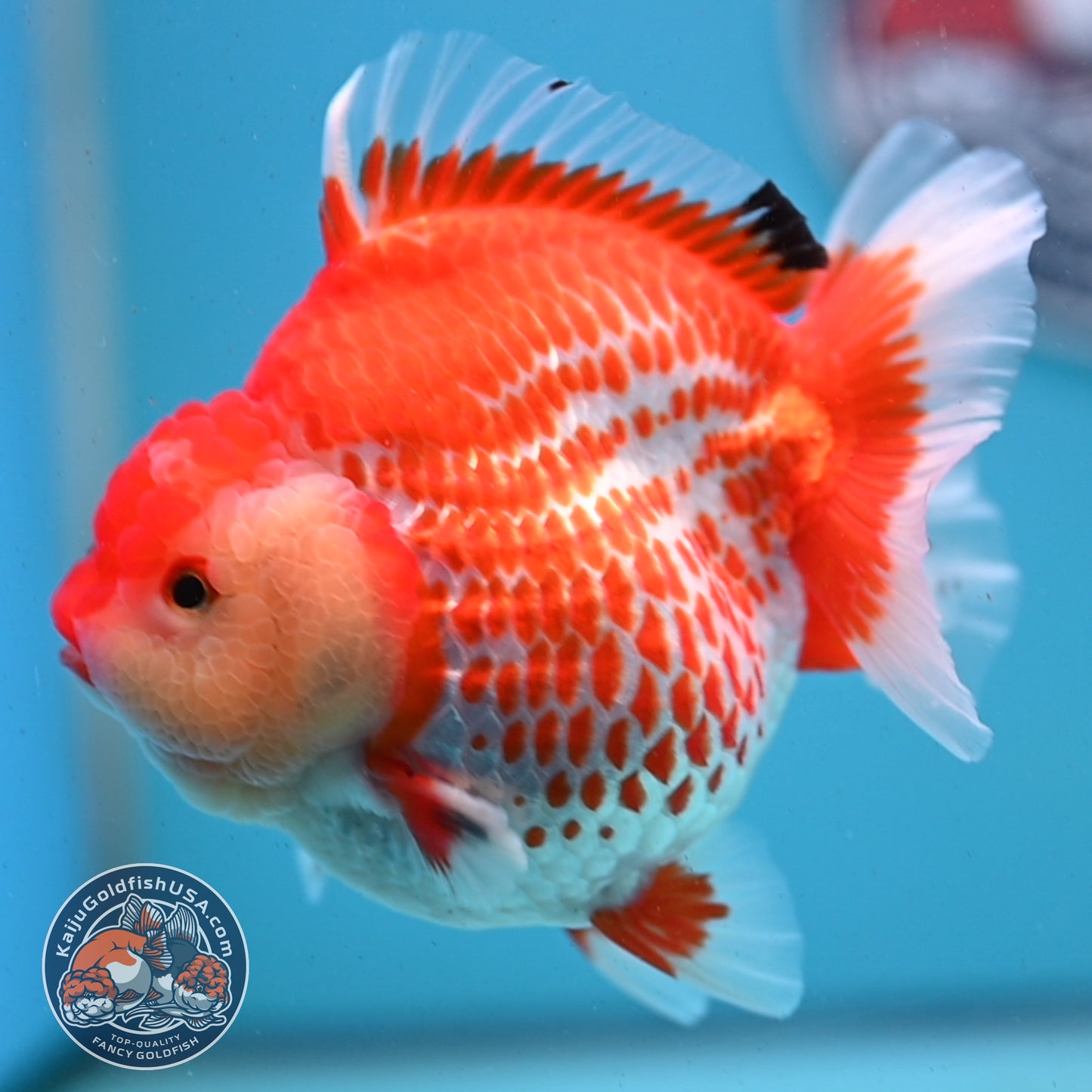 Jumbo Deer Spot Red White YuanBao Oranda 4.5 inches Body (250509_OR02)