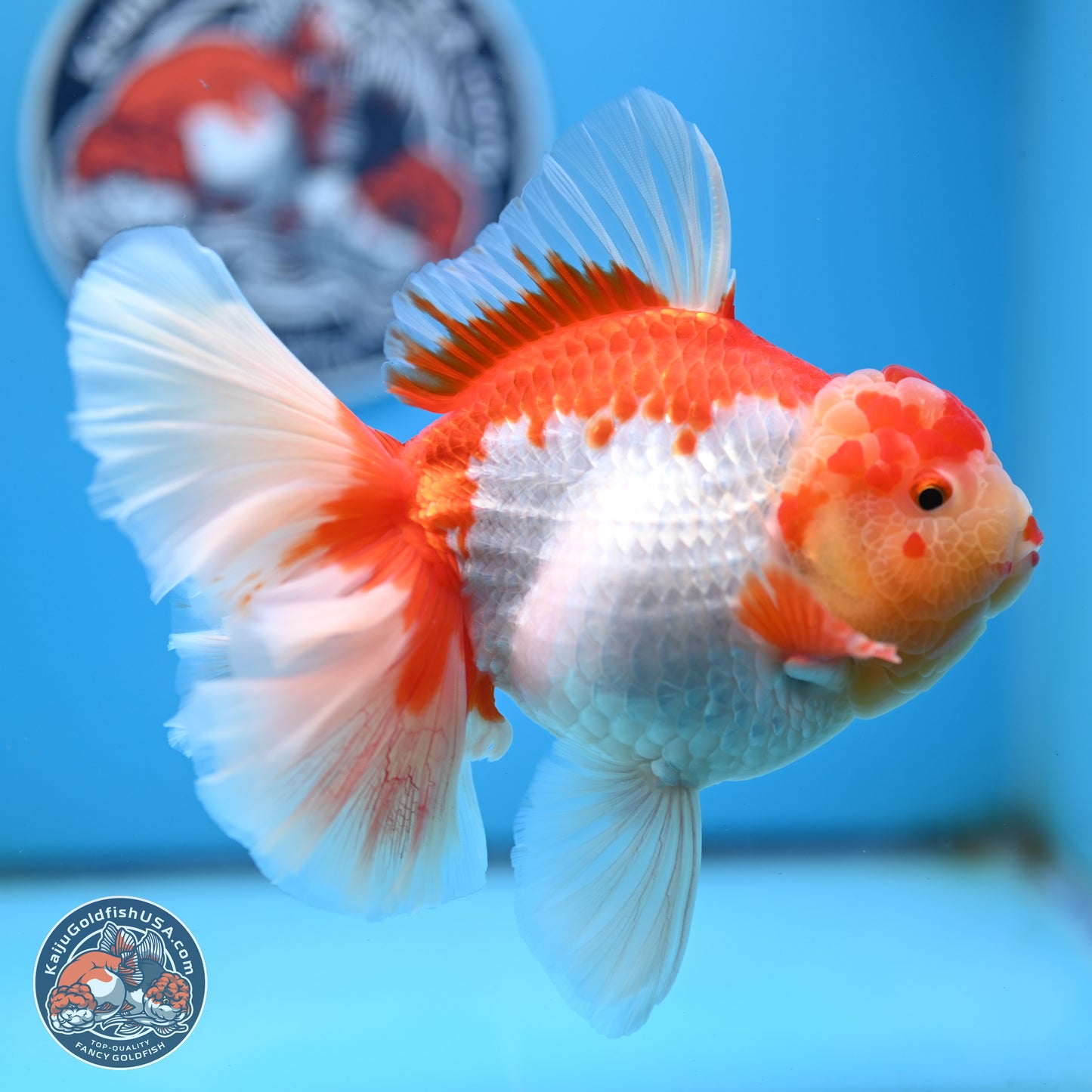 Jumbo Red White Rose Tail Oranda 5 inches Body - Female (250221_OR02)