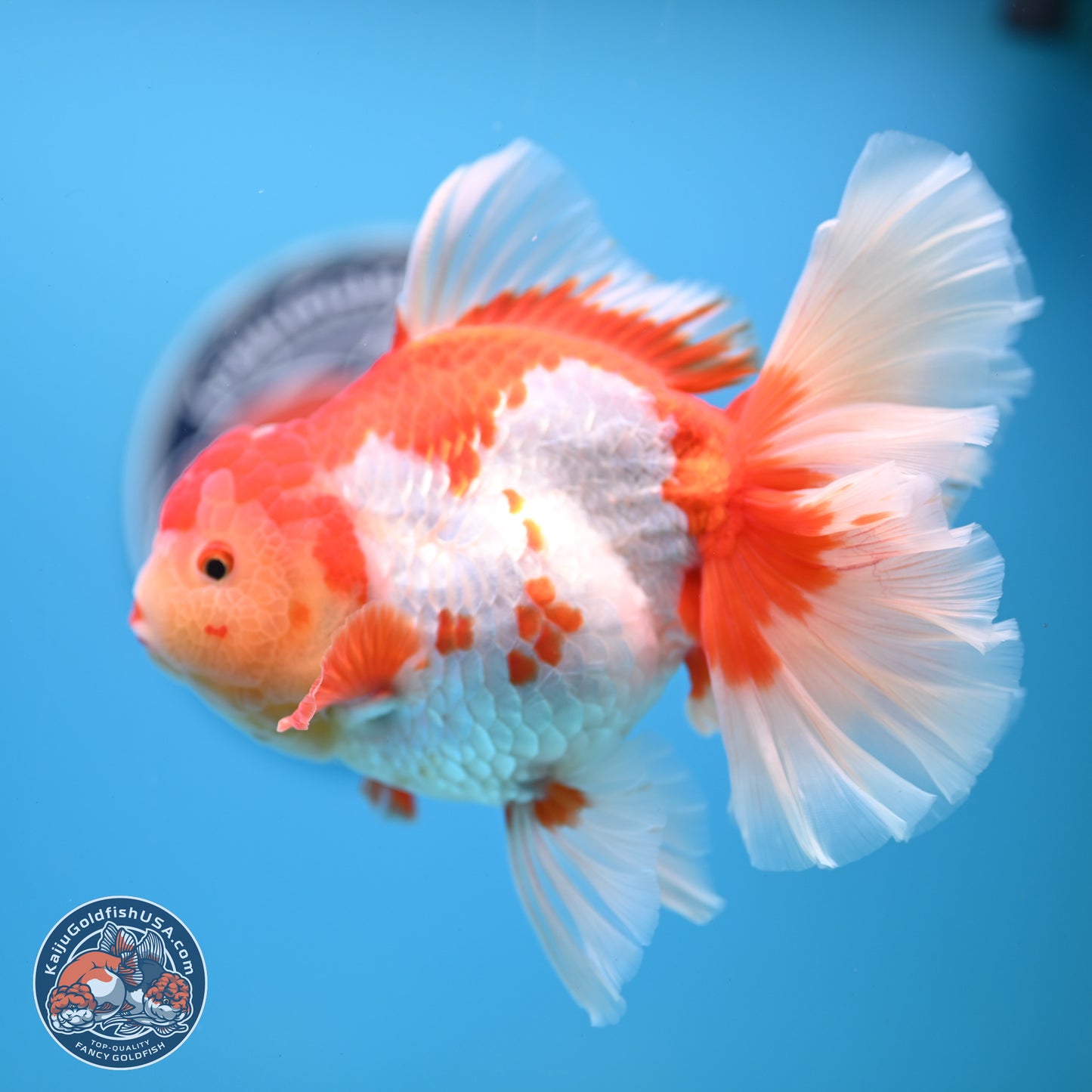 Jumbo Red White Rose Tail Oranda 5 inches Body - Female (250221_OR02)