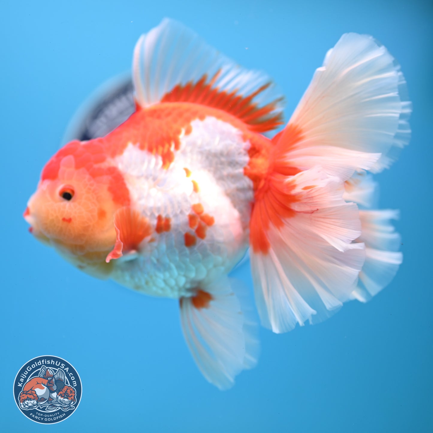 Jumbo Red White Rose Tail Oranda 5 inches Body - Female (250221_OR02)