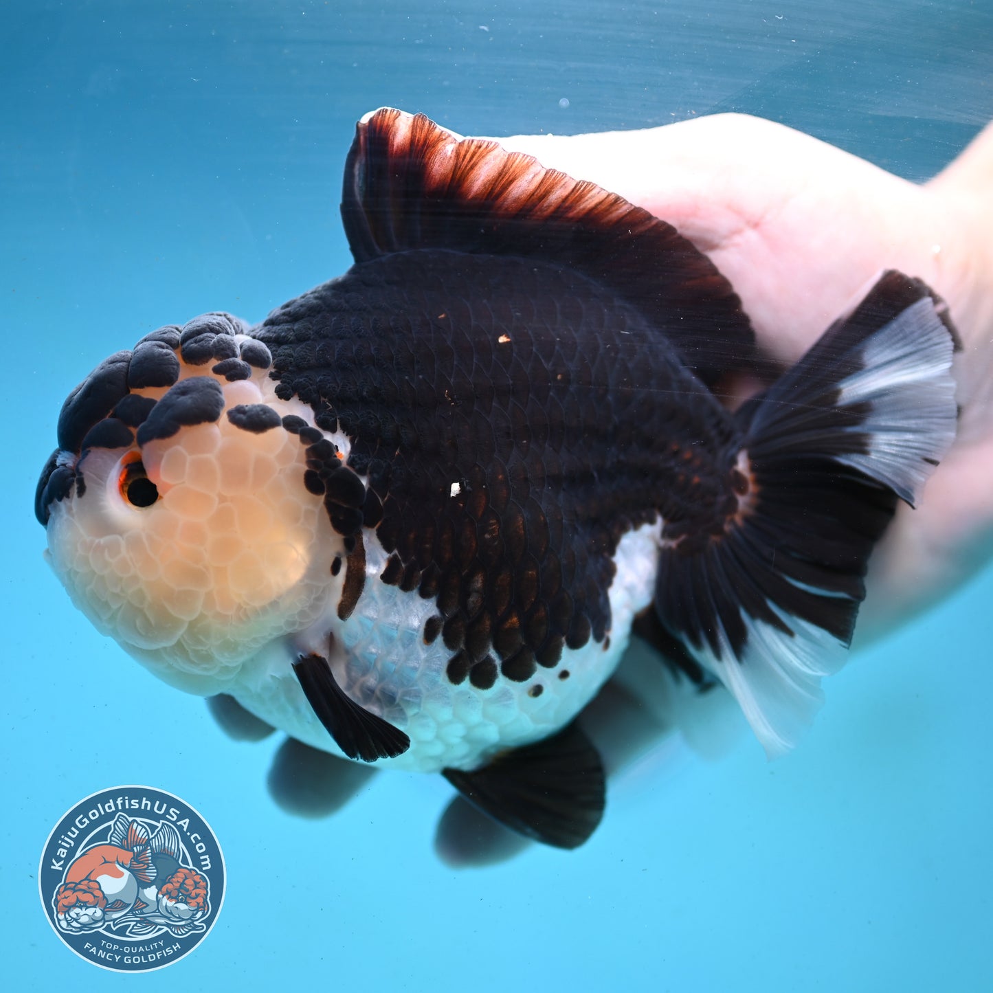 Panda Oranda 4.5 inch Body (250919_OR02)